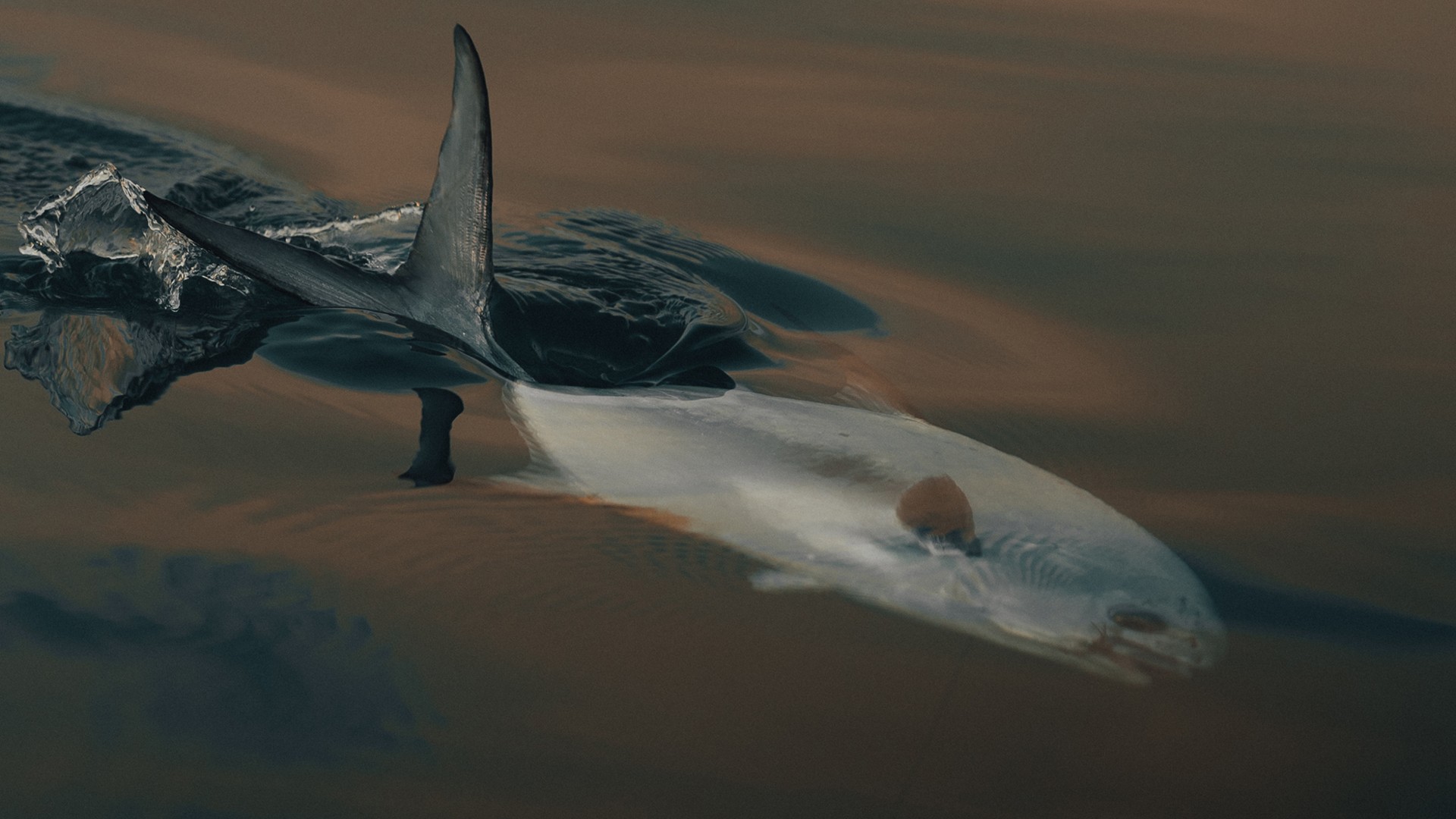 A caught permit swimming just below the surface with its dorsal tail sticking out of the water