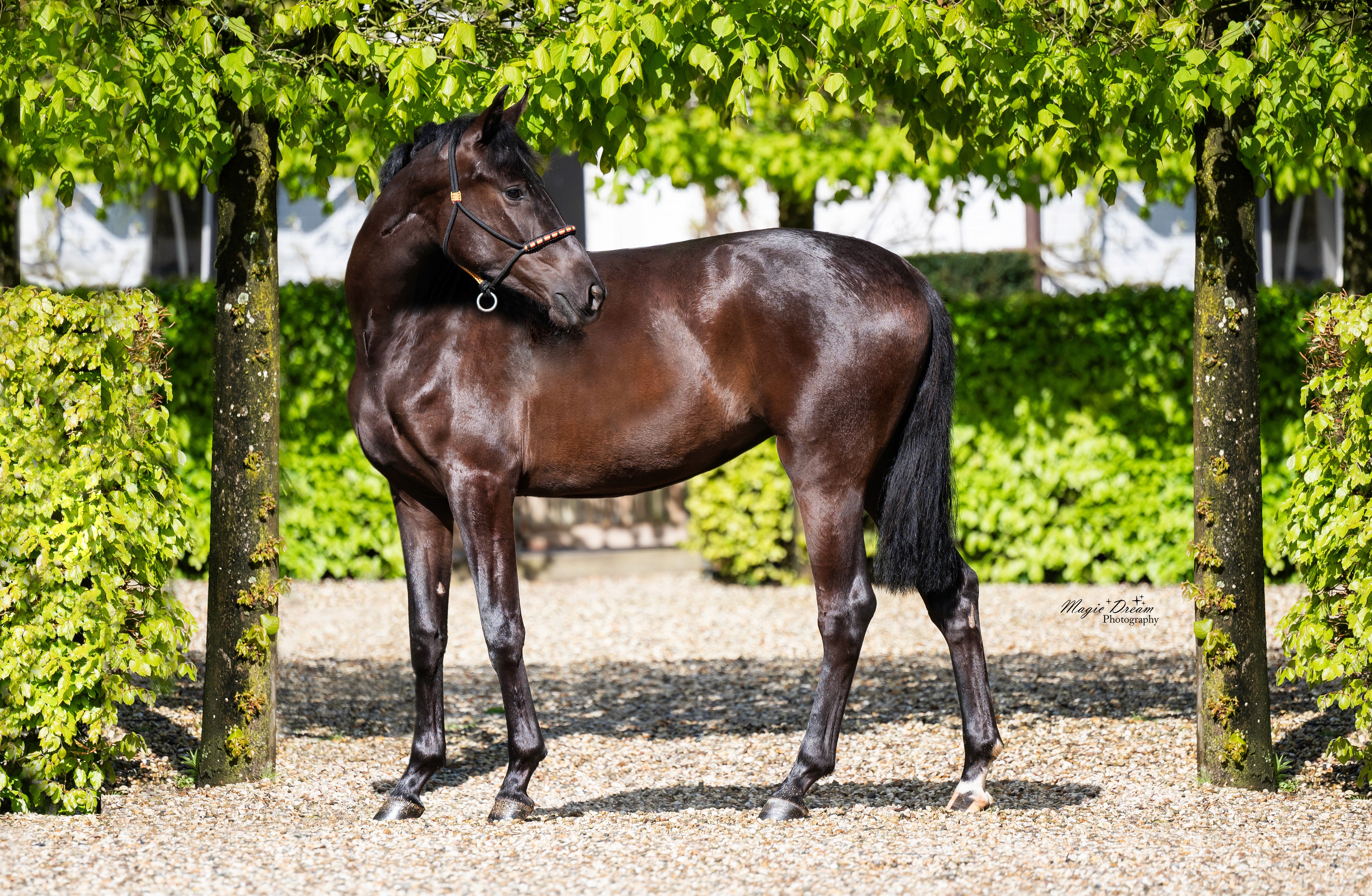 Sandro's Spin Off 2 jaar oud