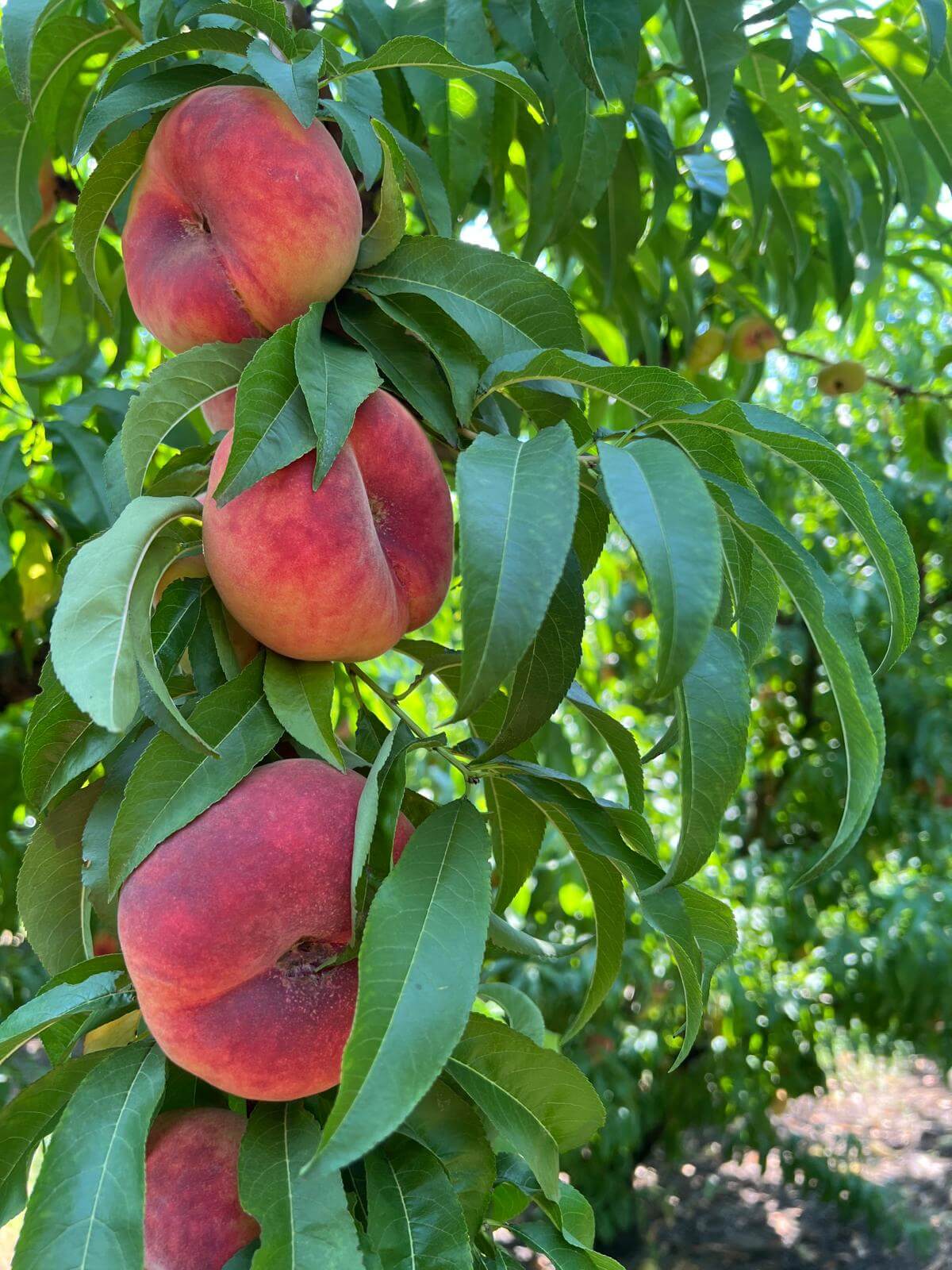 Ripe Paraguayo fruits, unmatched sweetness and aroma.