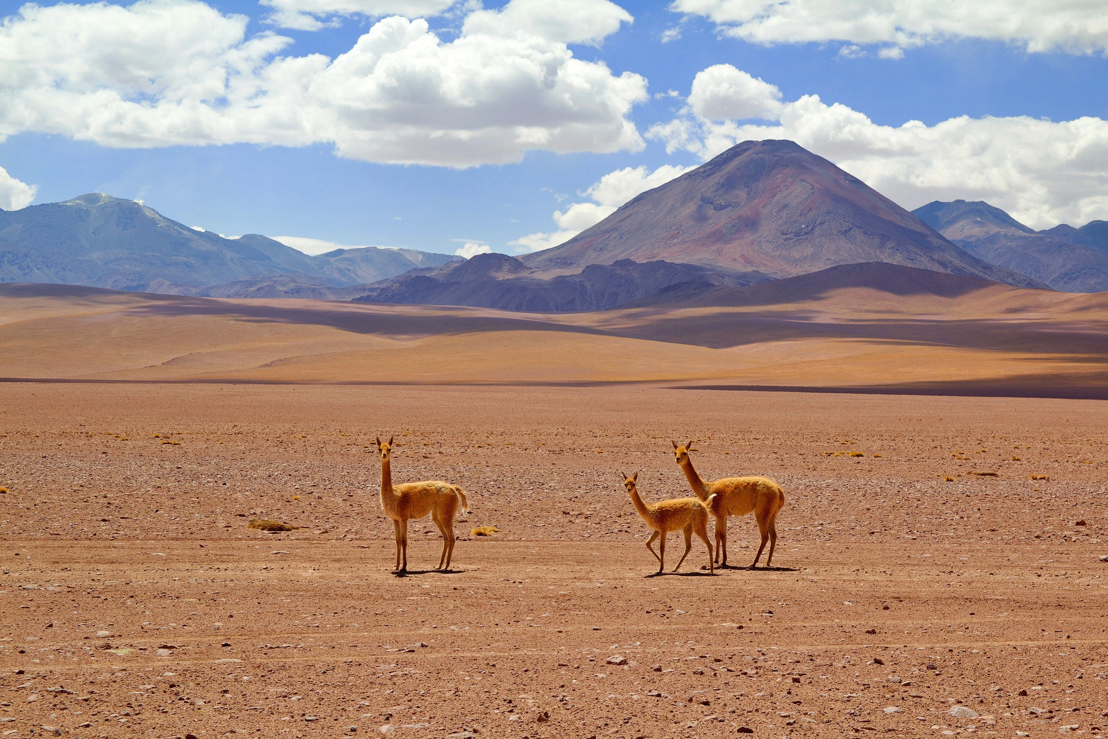Atacama Desert, Chile