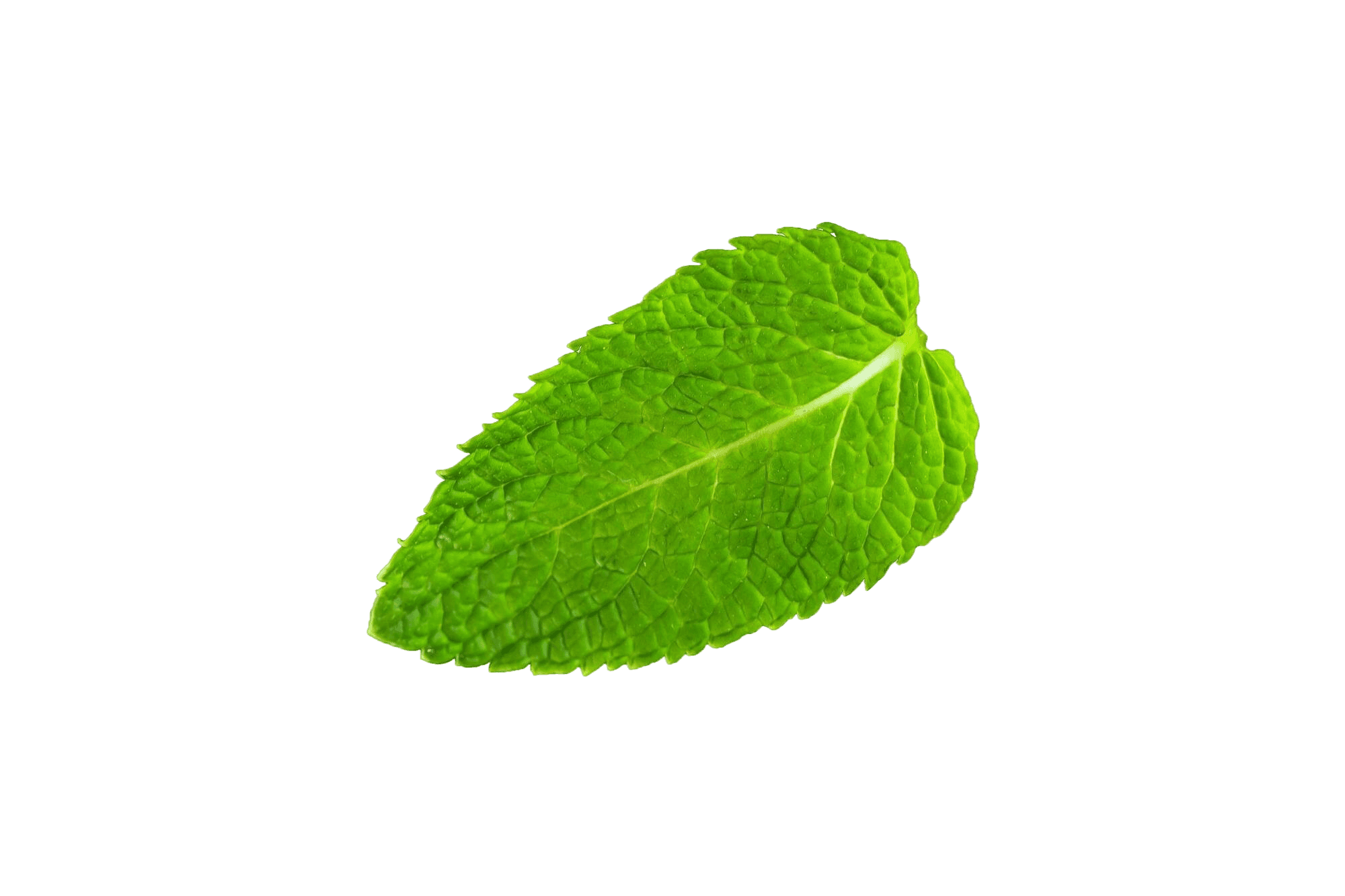 basil_1