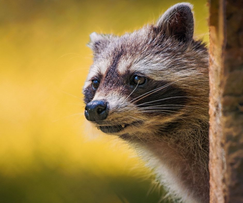 Close-up profile of a raccoon peeking out from behind a tree trunk against a warm, blurred background.