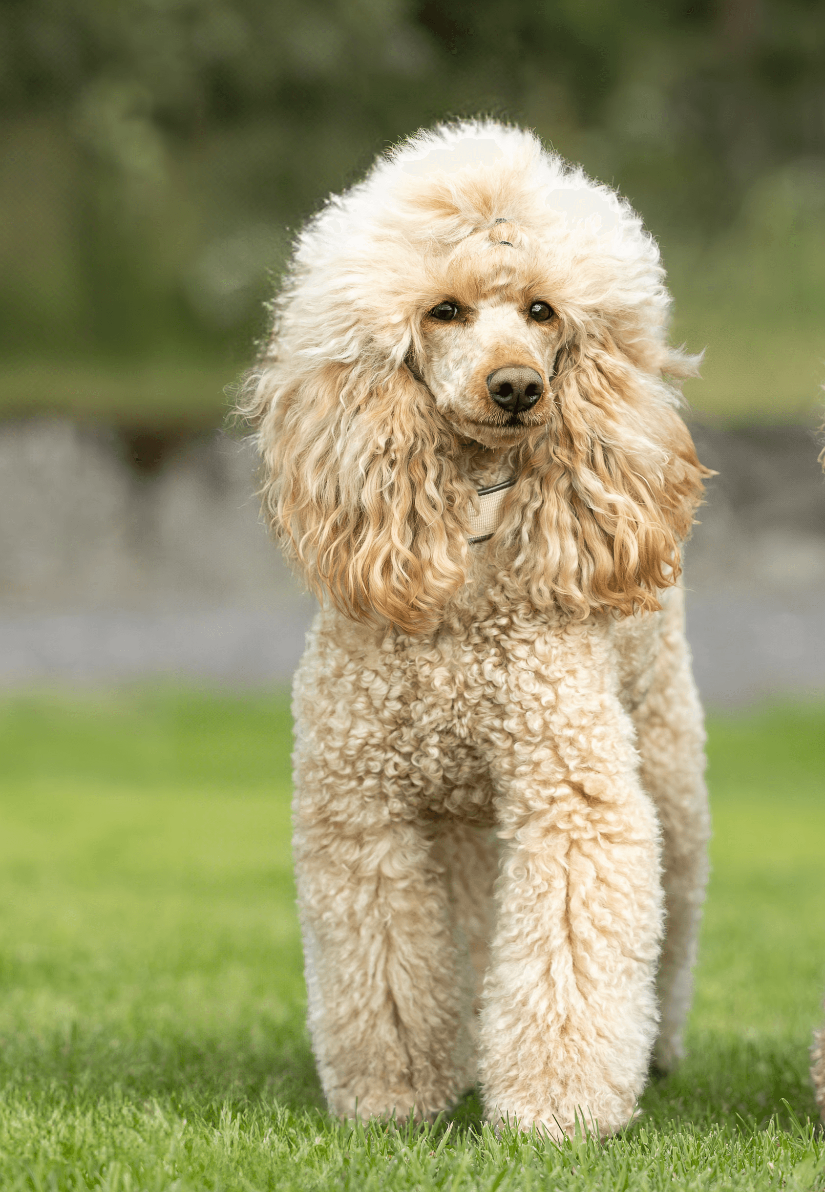 Dog photo
