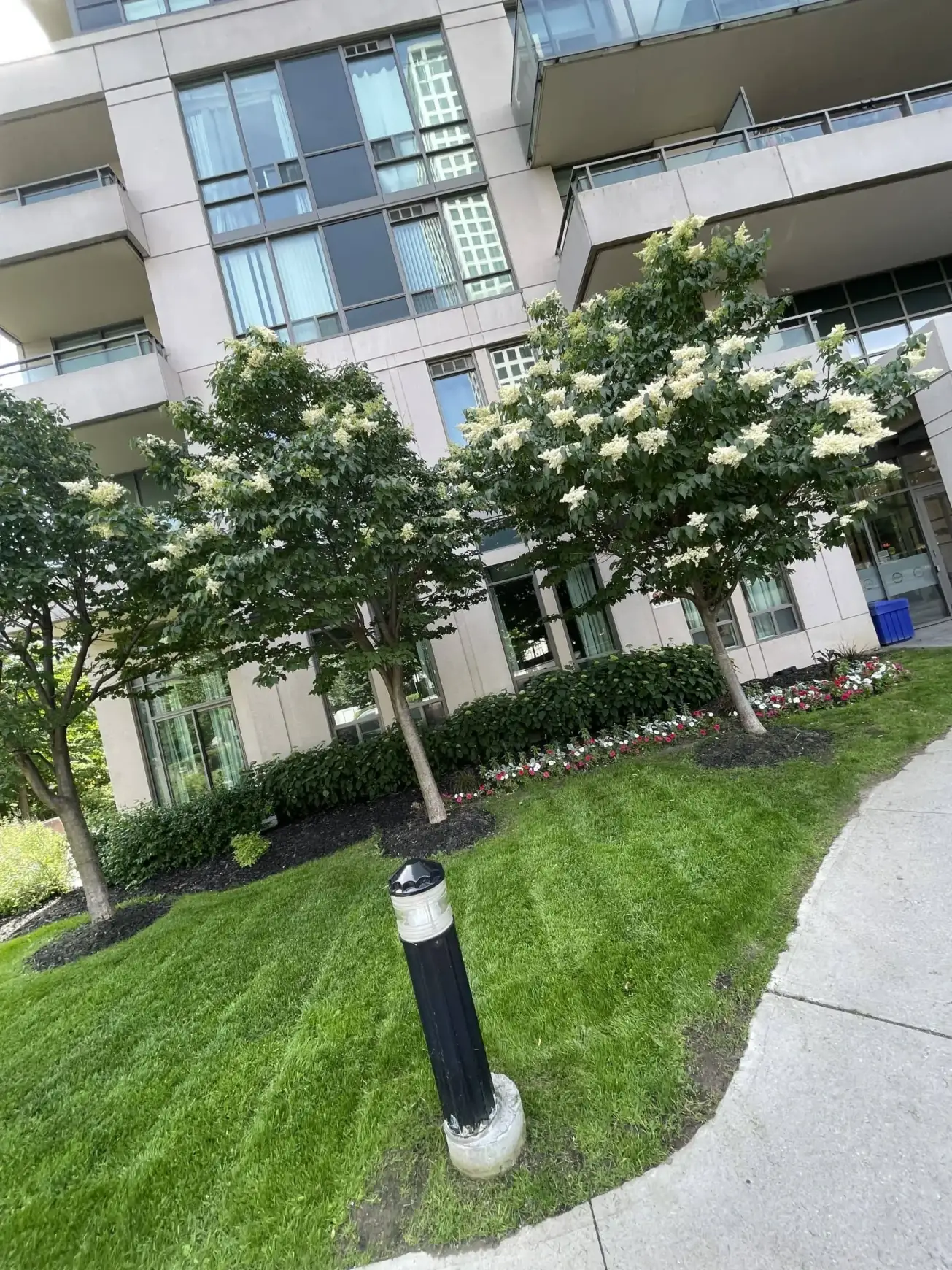 "Manicured green lawn with blooming white trees outside a modern residential building."