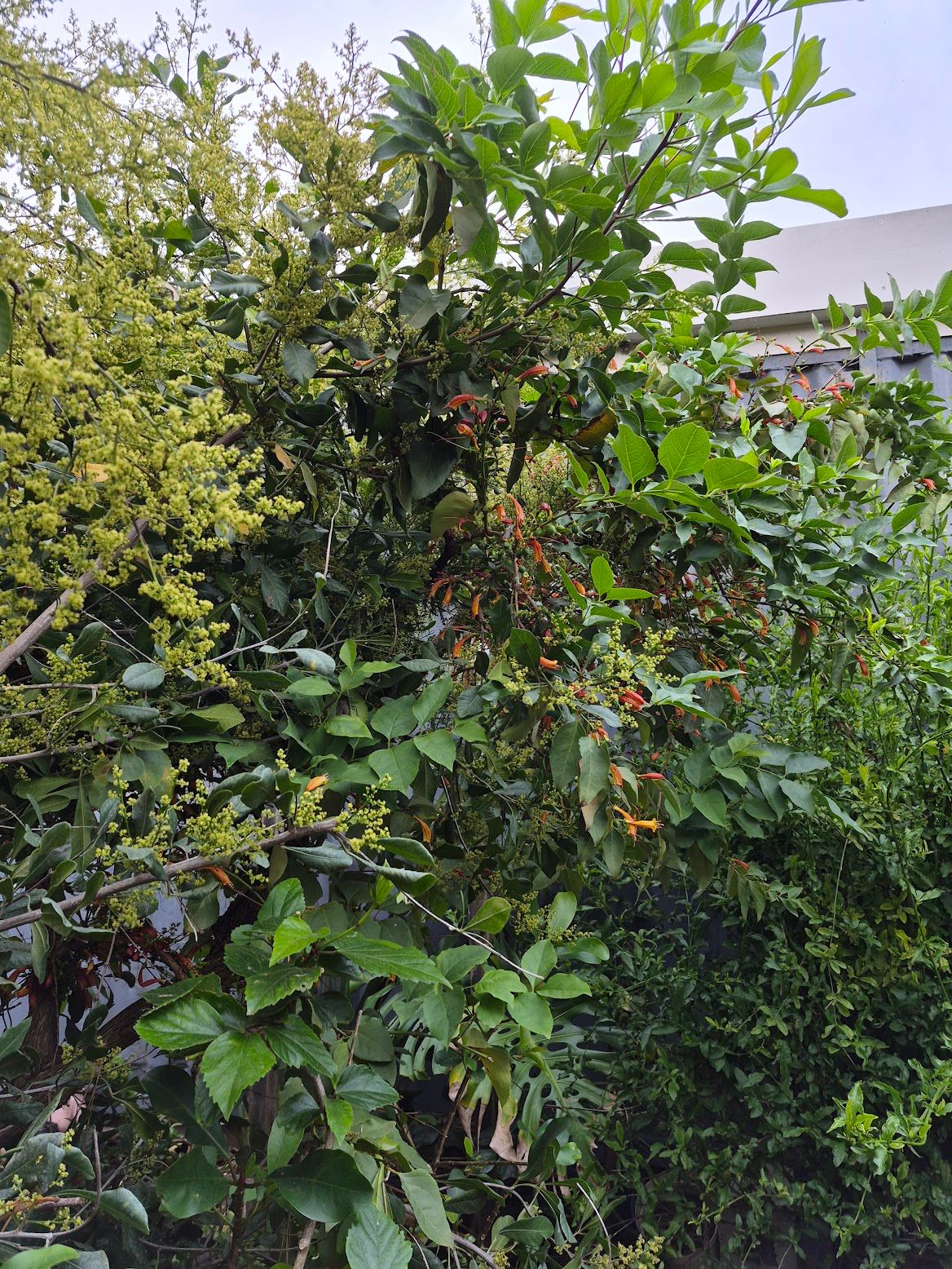 Food forest at Heart & Soil, Cape Town