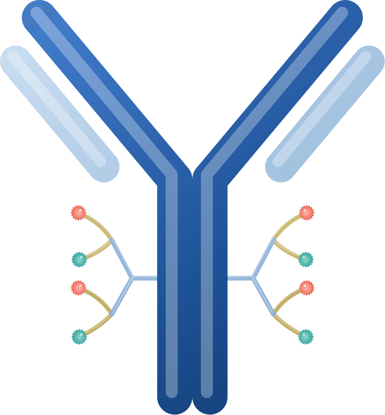 Diagram of Callio's dual-payload antibody-drug conjugate showing the antibody, linker technology, and two synergistic payloads