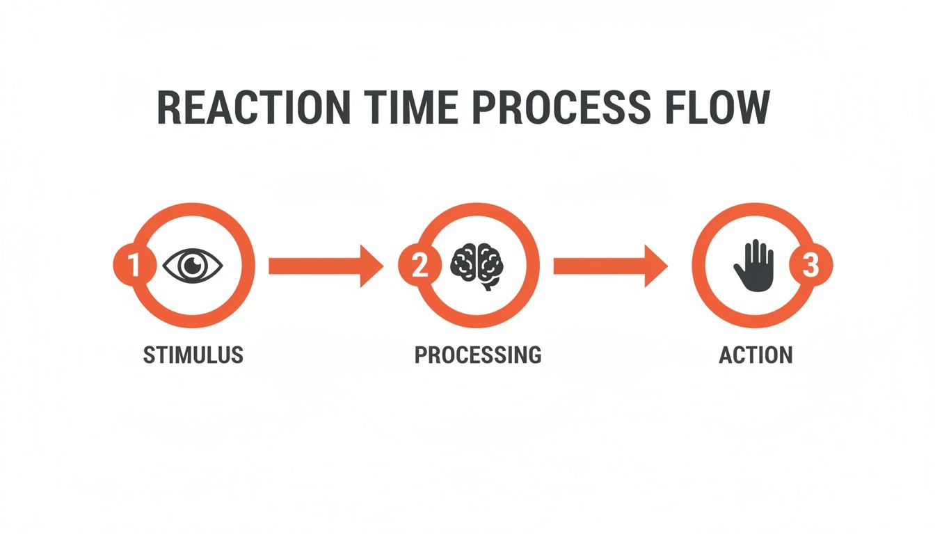 Infographic showing the human reaction time process: stimulus, brain processing, and physical action.