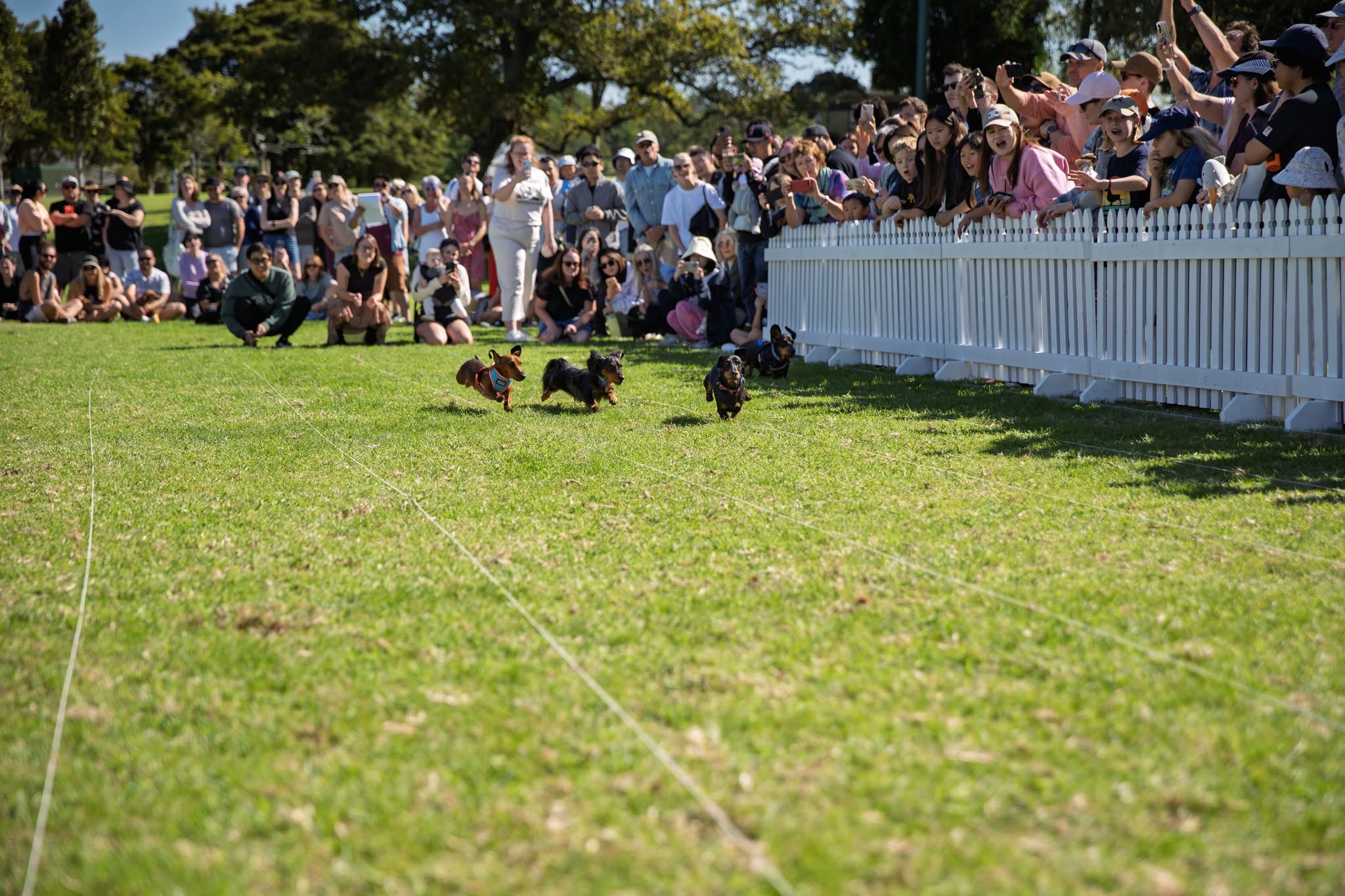 Dachshunds racing toward the crowd