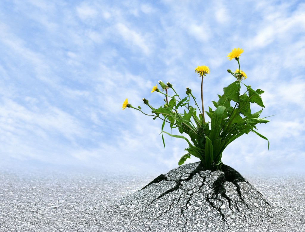 Plant growing through cement representing resilience