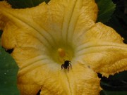 Pequena abelha escura coletando pólen no centro de uma grande flor amarela de abóbora