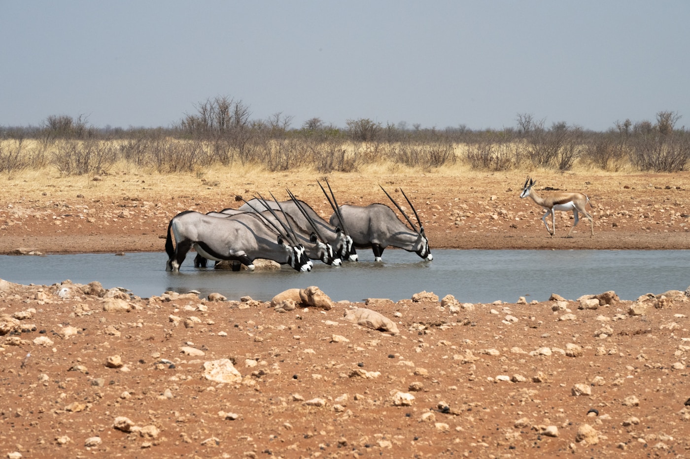 Zebra and oryx gathered at a Namibian waterhole during the dry season