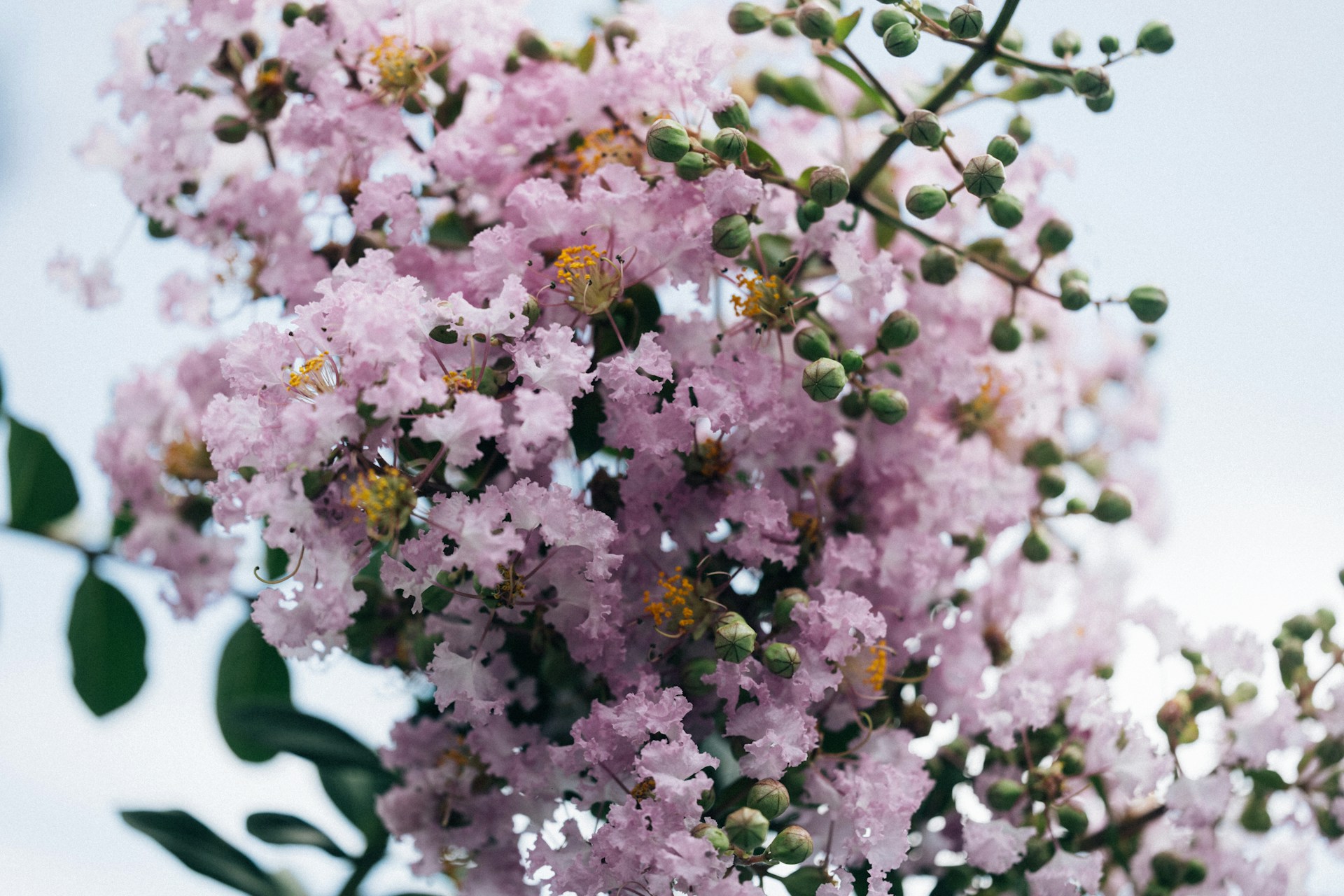 flower gem know how professional orientation