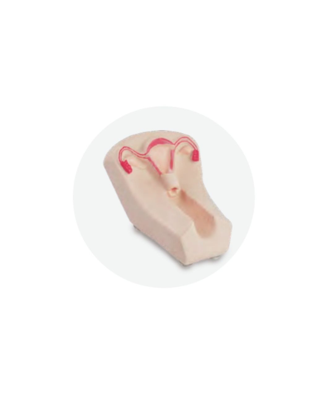 IUD Training Model II