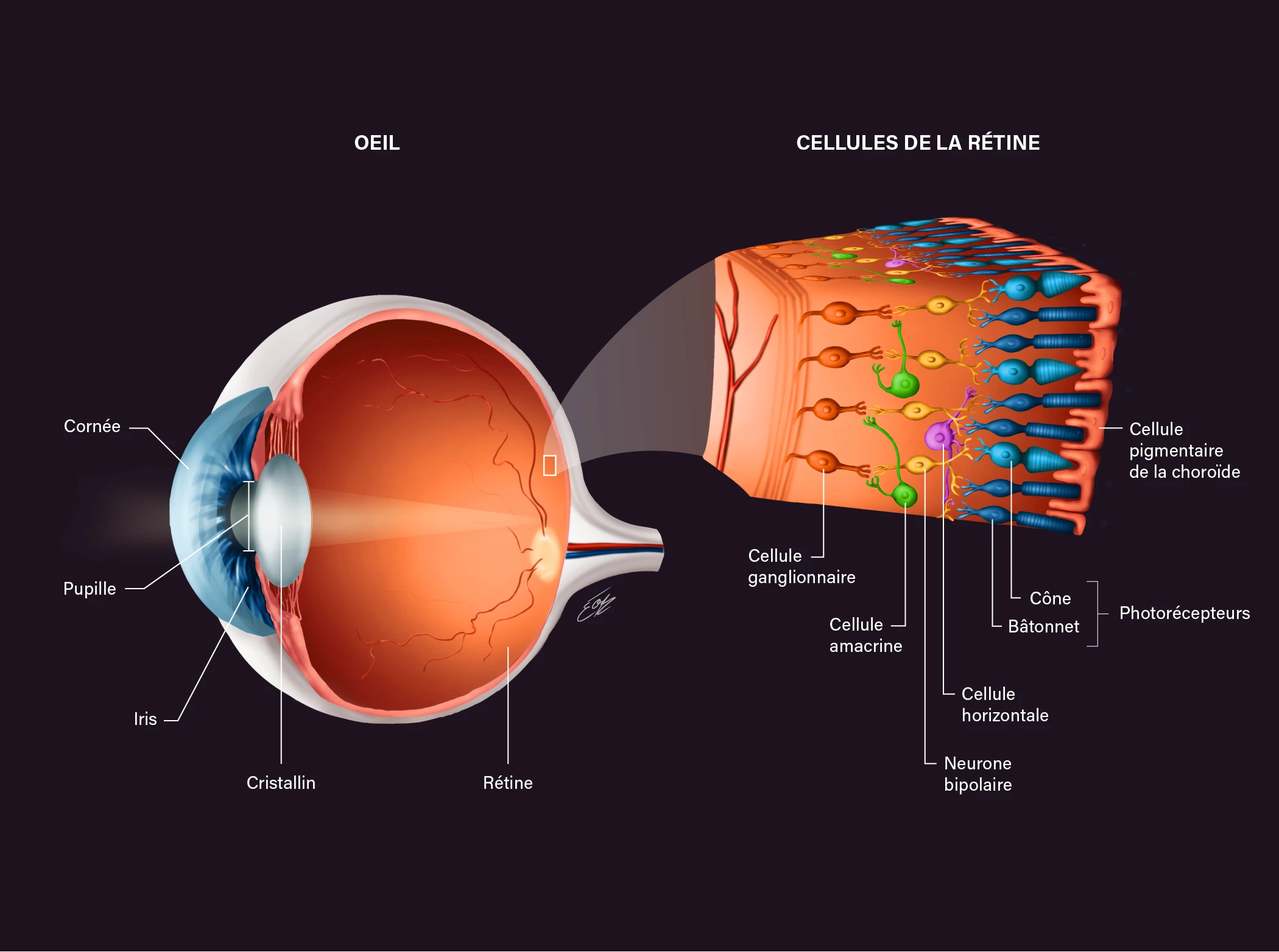 Illustration scientifique de l'anatomie de l'oeil et histologie de la rétine sur fond noir par l'illustratrice scientifique Élodie Ouellet-Belleau.