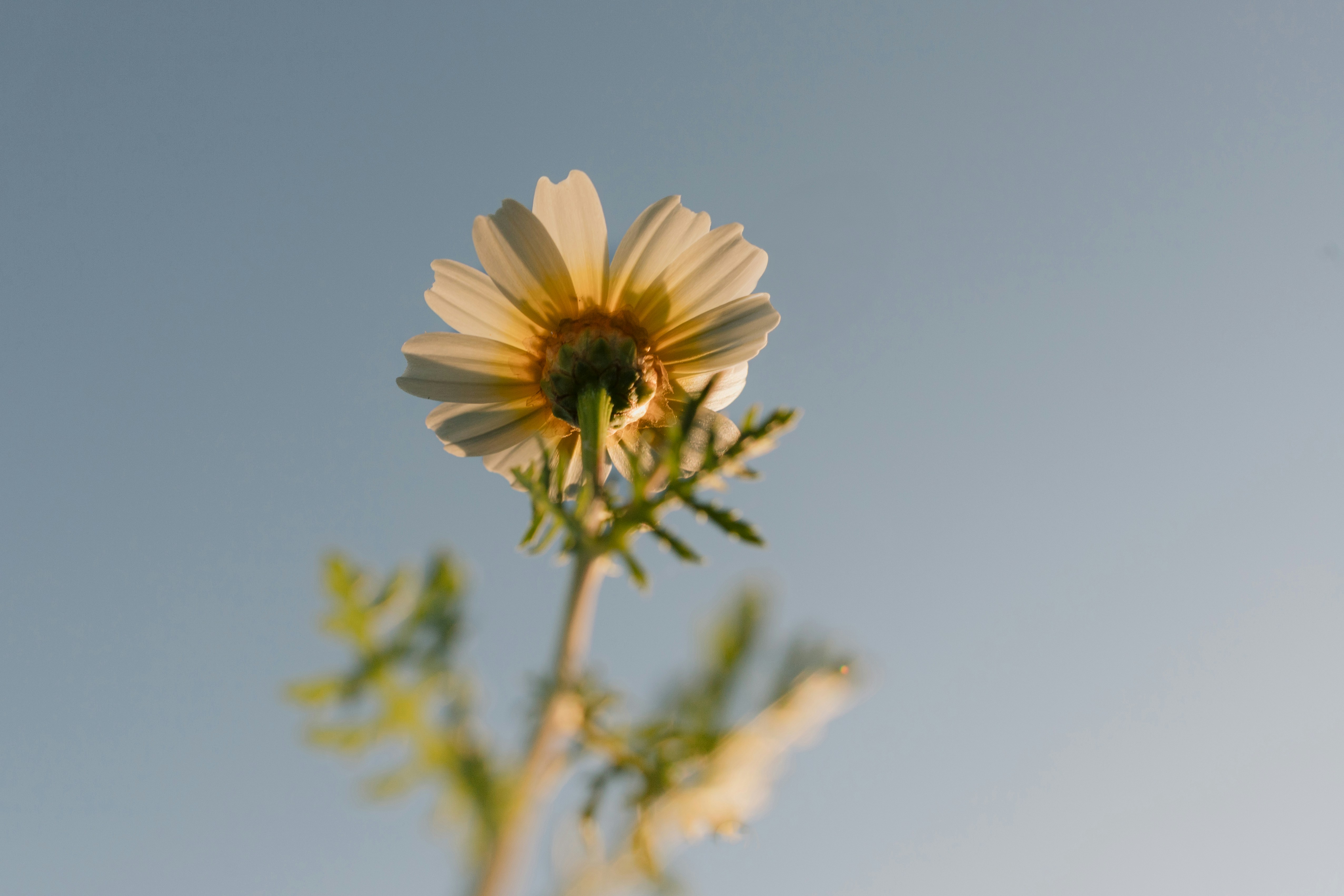 A single daisy blooms against a clear blue sky.