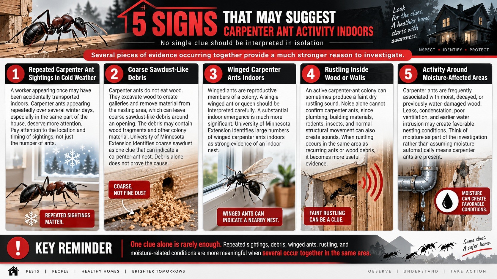 infographics-showing-the-signs-of-carpenter-ants-in-bristol-tn