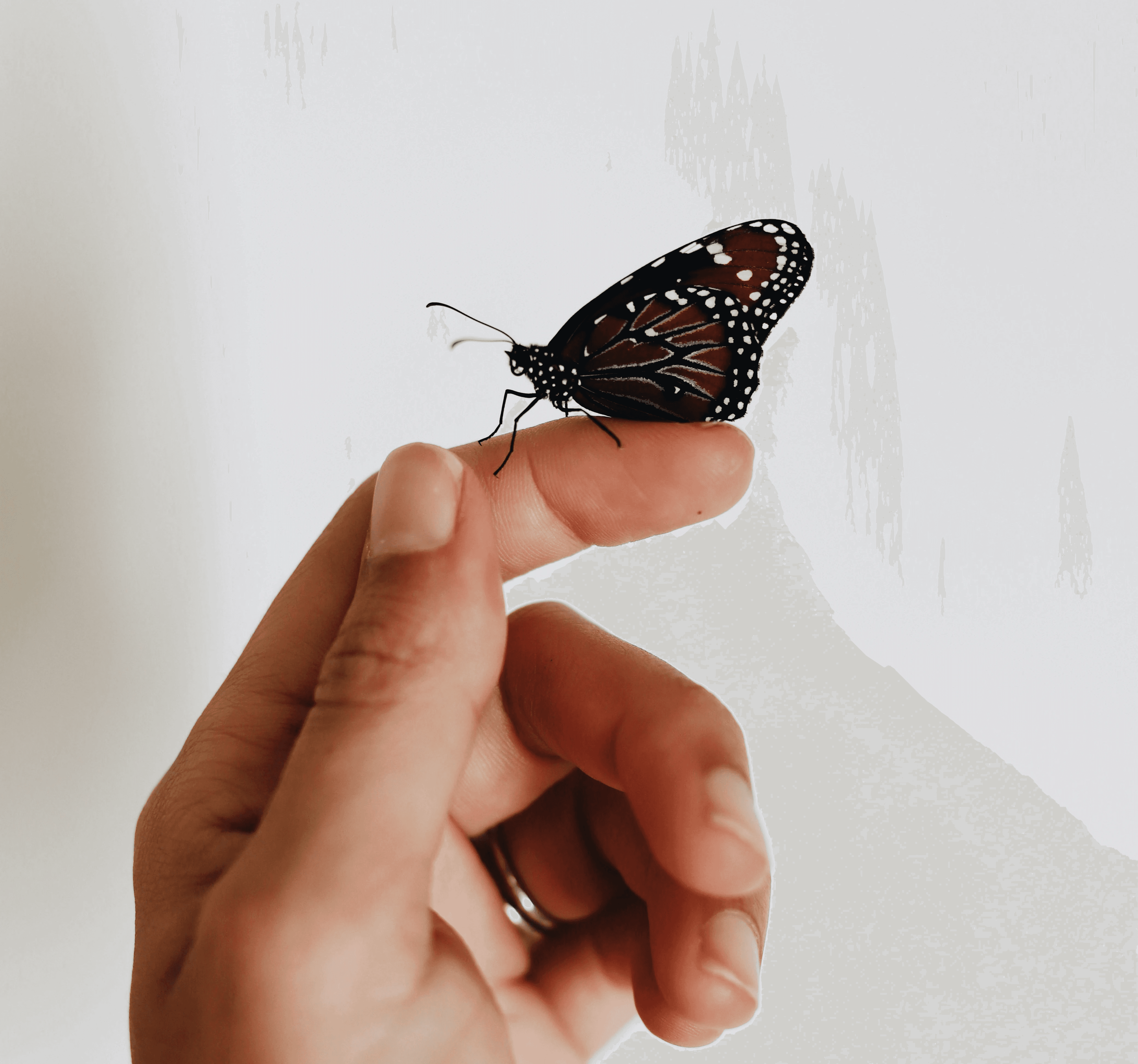 brown and black butterfly on person index finger
