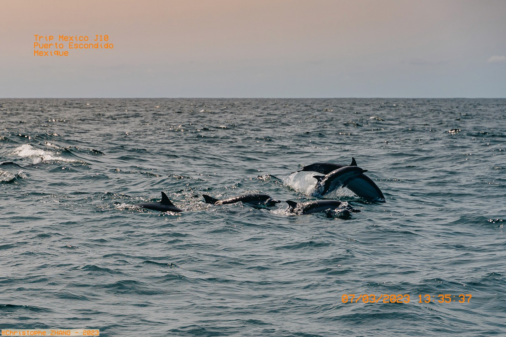Dauphins surfant les vagues lors d’une sortie en mer à Puerto Escondido  