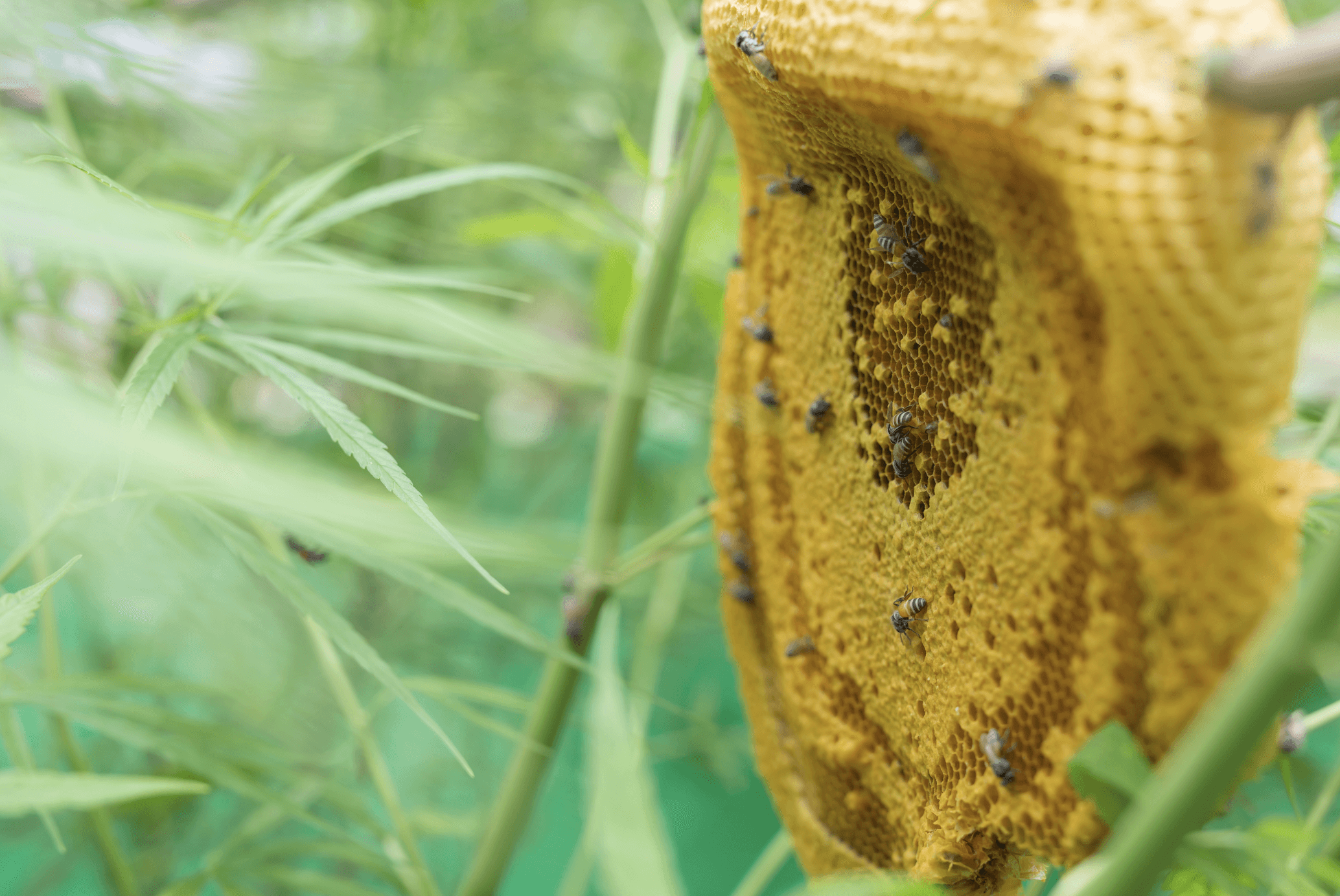 Pests on a flower