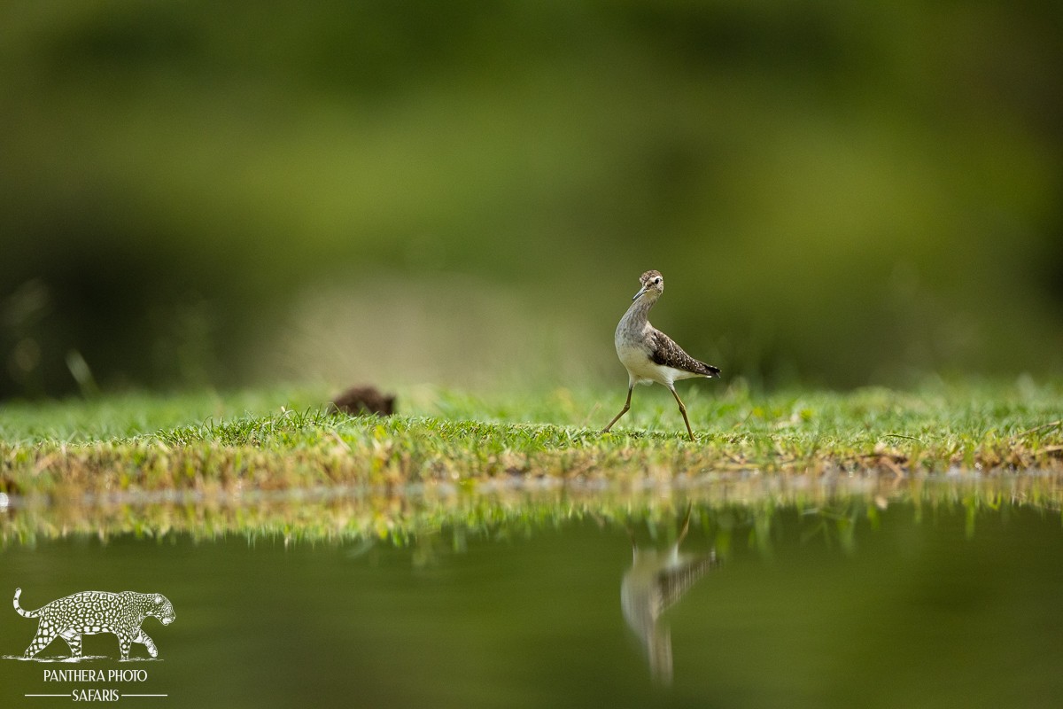 Kambaku River Lodge Bird hide Safari Trip Report
