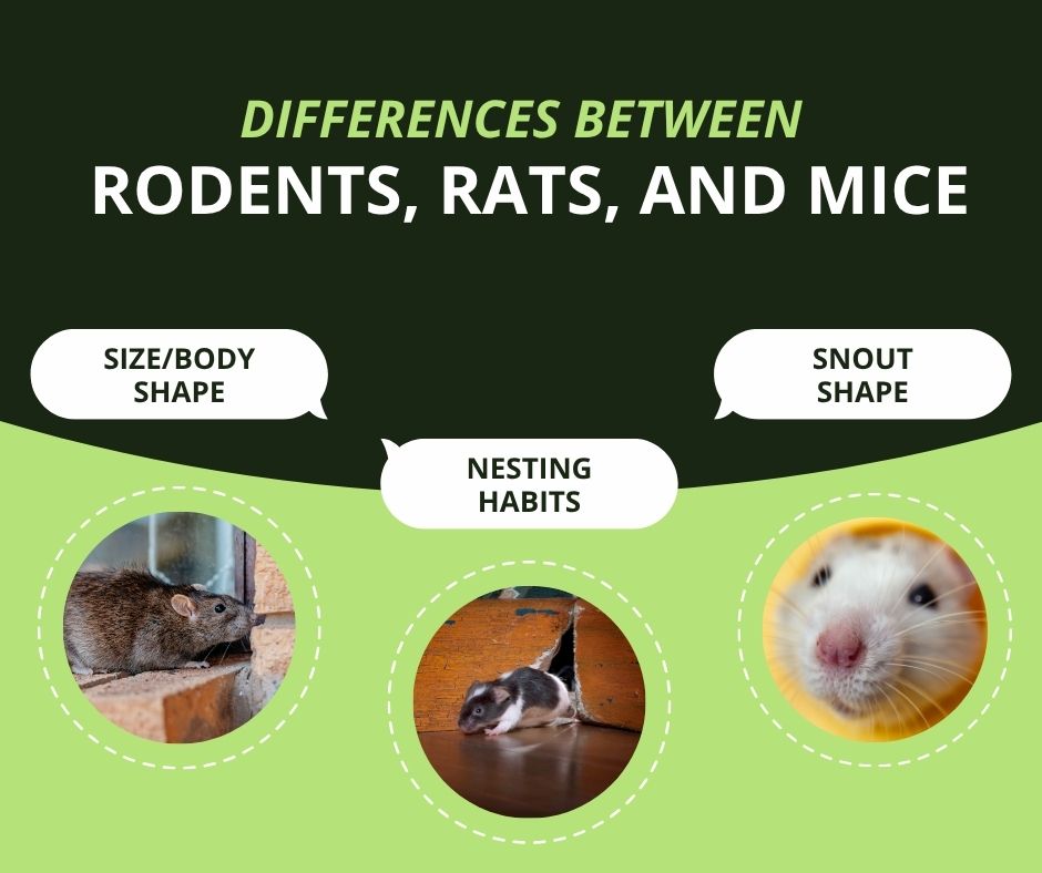differenes between rodents rats and mice