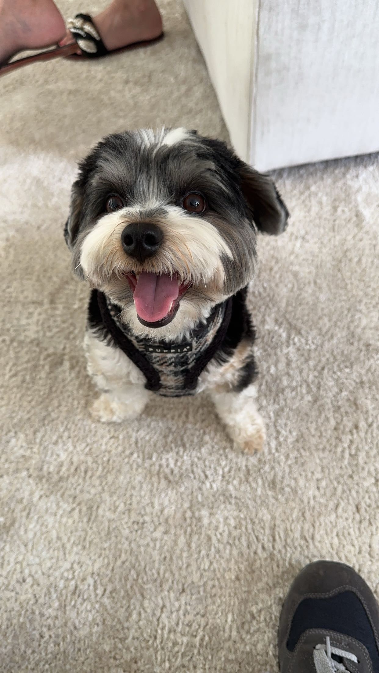 My dog Mr. Franklin!