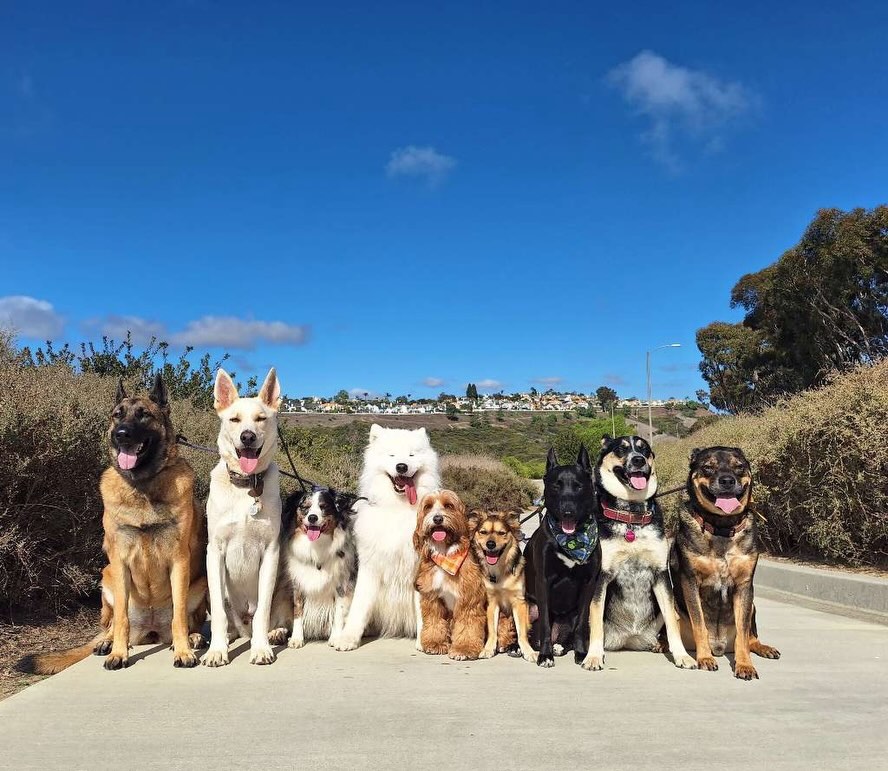 Nine dogs of various sizes sitting together on a paved path in Costa Mesa, Orange County