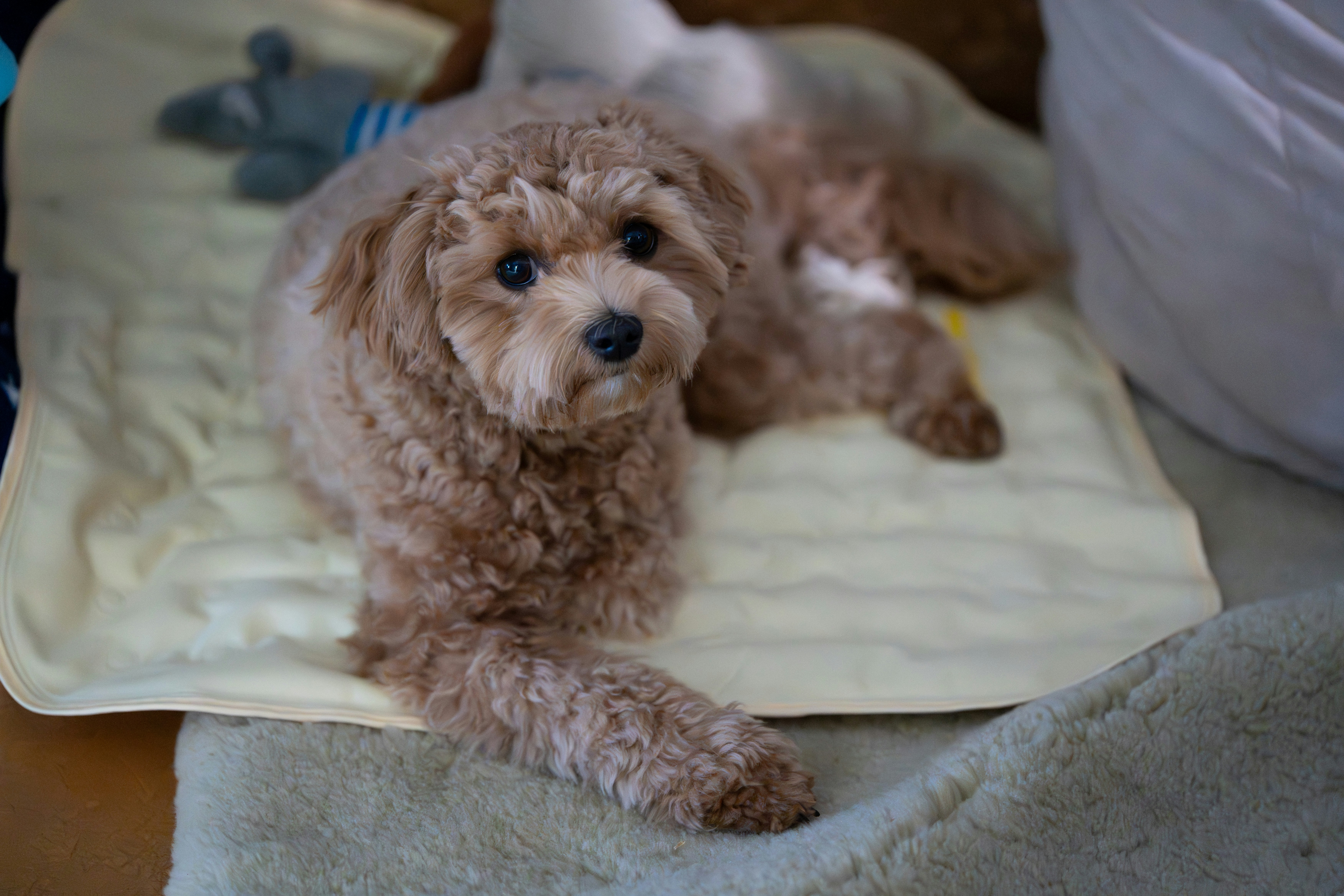 Apricot Toy Poodle puppy Coco lying on a cushion