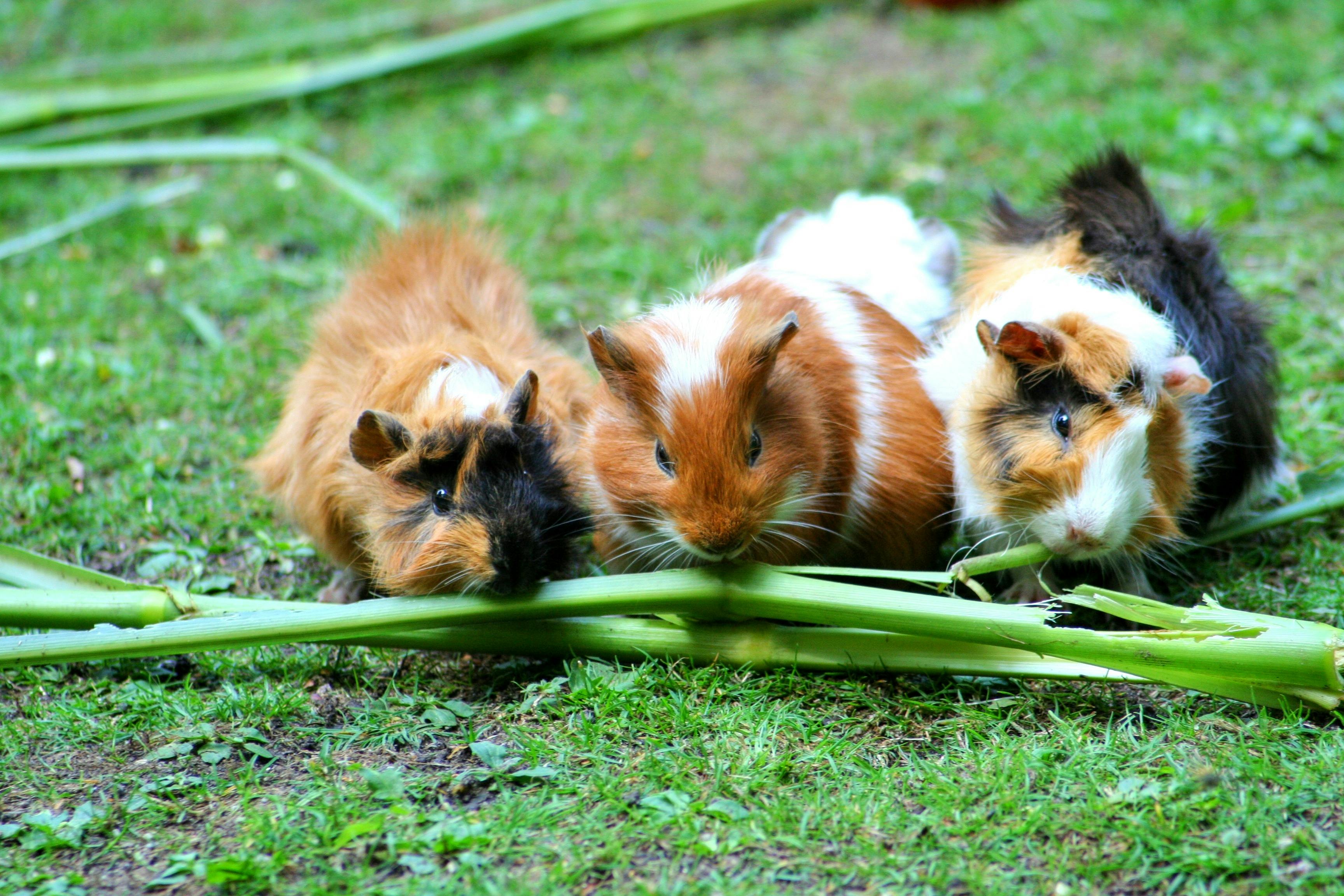 pet hamsters chewing on leaves