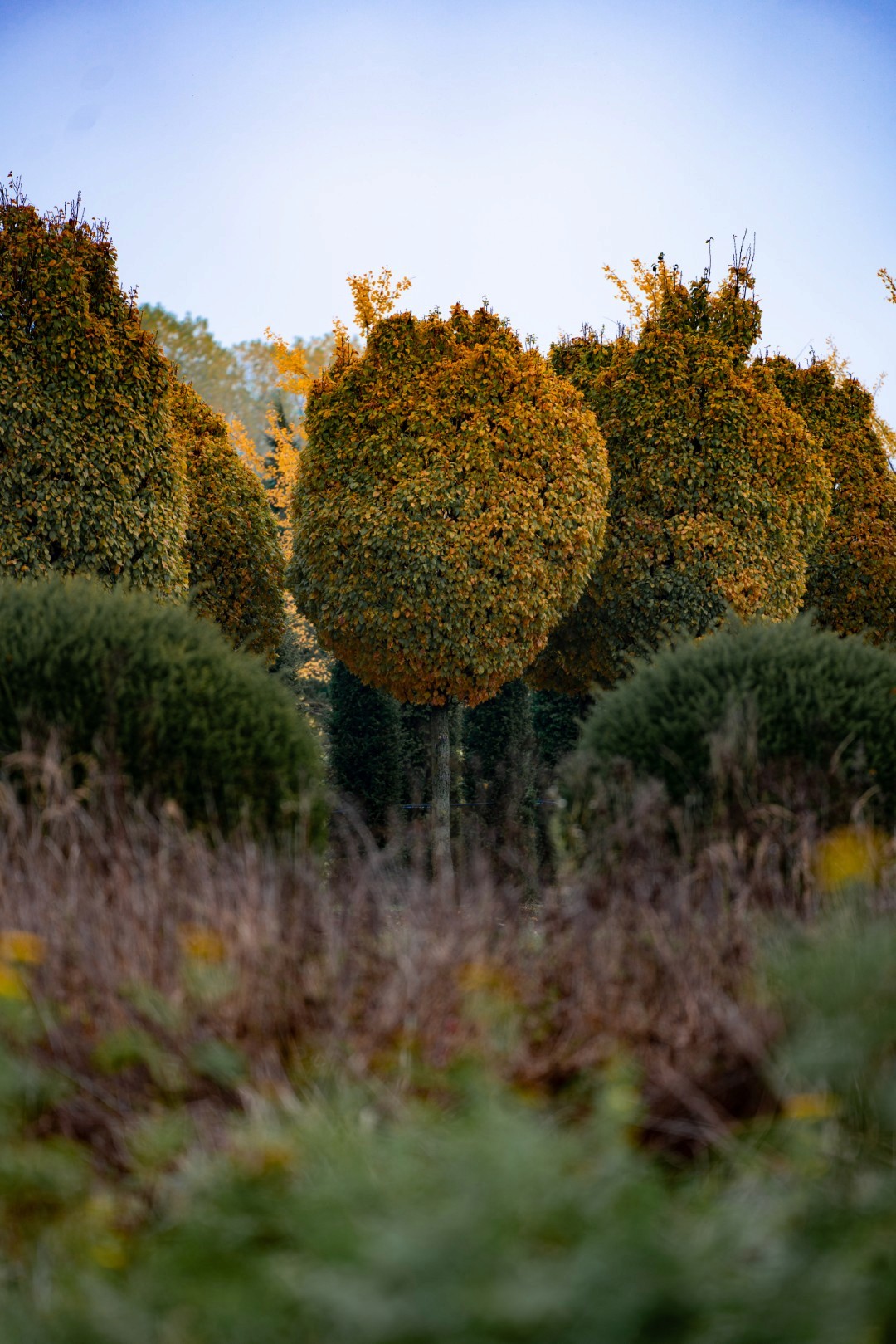 Carpinus ‘Columnaris’ mit schlankem Stamm und dicht geschnittener, eiförmiger Krone aus kleinen Blättern.