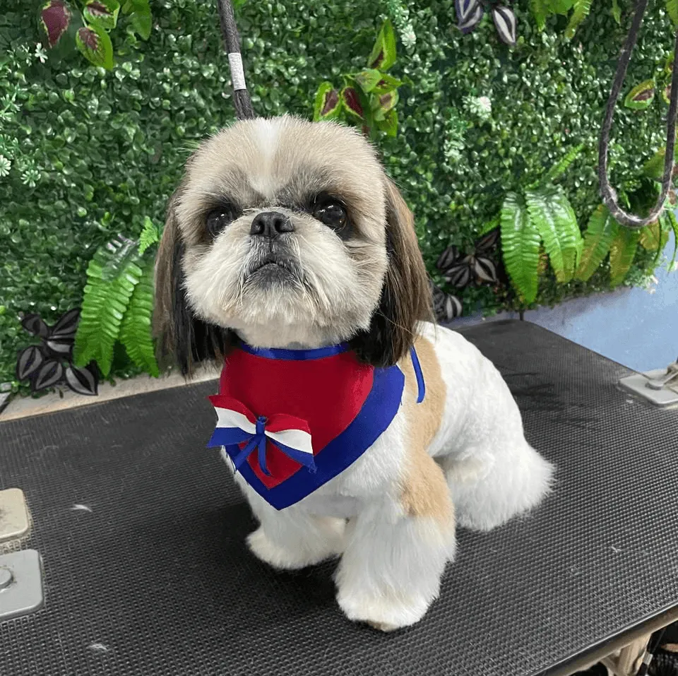 Un perro Shih Tzu con un pañuelo rojo y azul con un lazo. Tiene el pelo corto y está bien arreglado.
