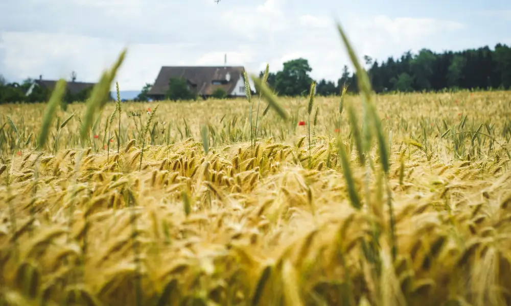 Kräftiges Weizenfeld in Nahaufnahme mit Bauernhaus im Hintergrund als Symbol für effiziente Düngung.