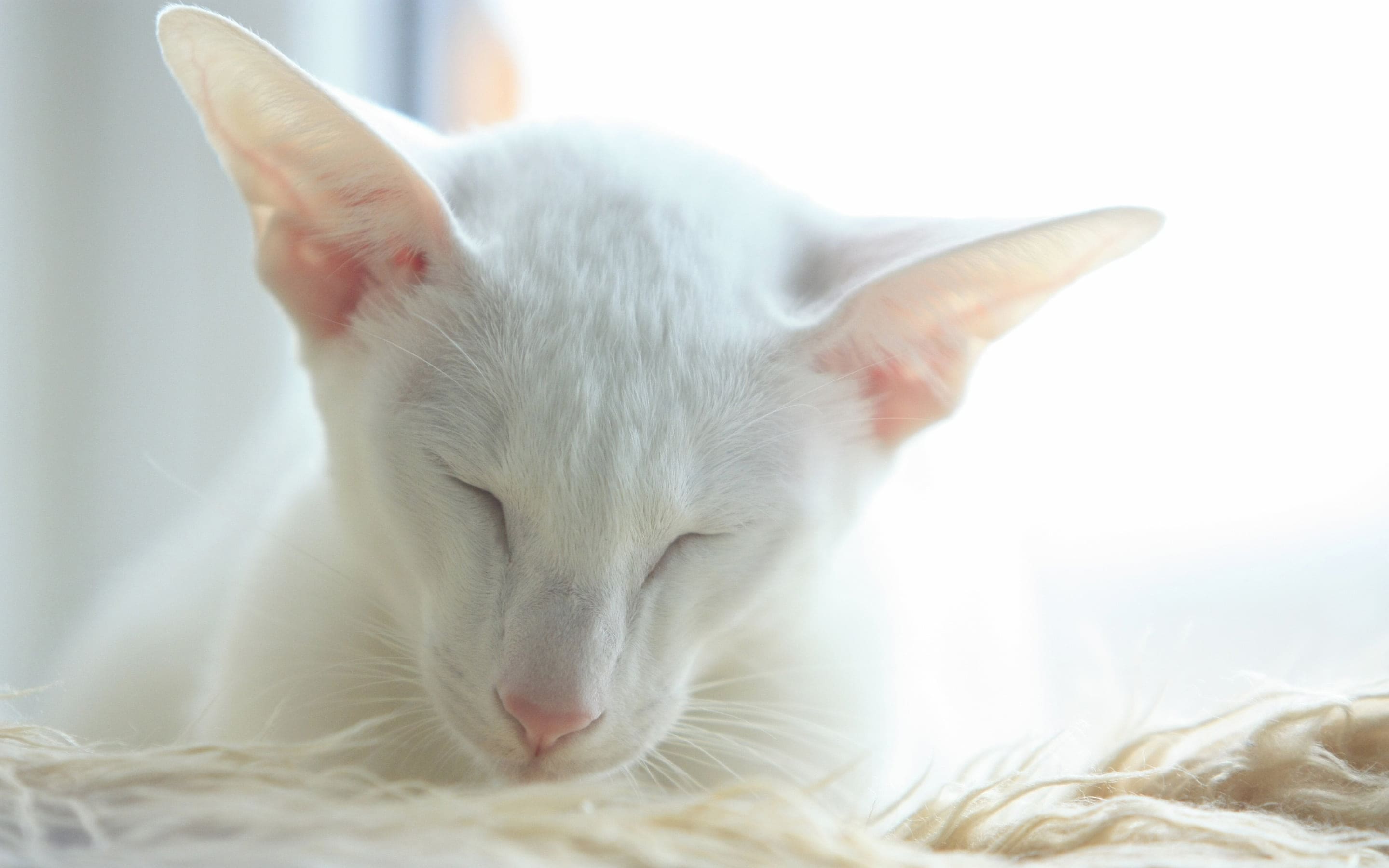 A white Javanese cat is closing its eyes and looking down.