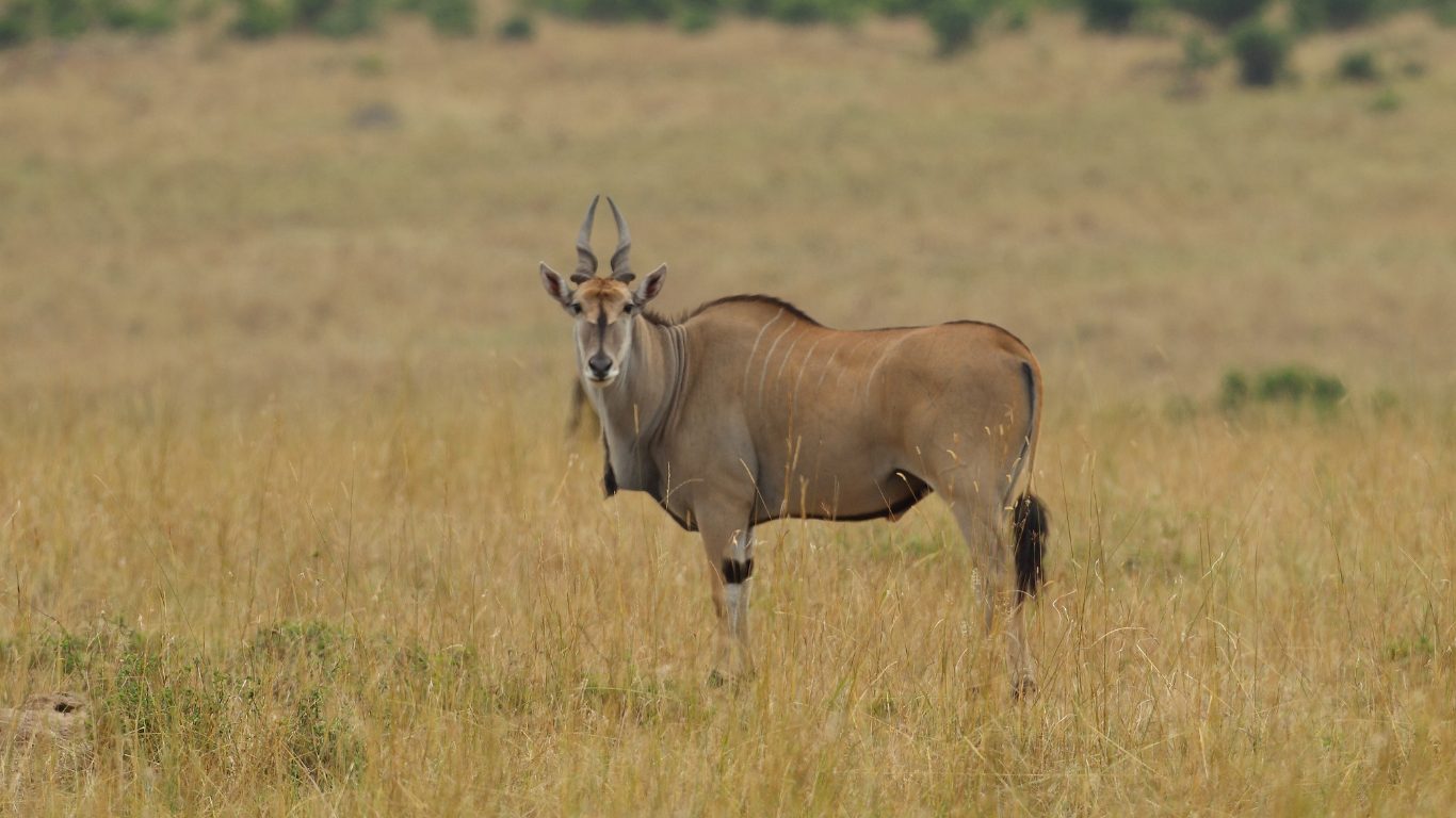 Diet and Adaptations