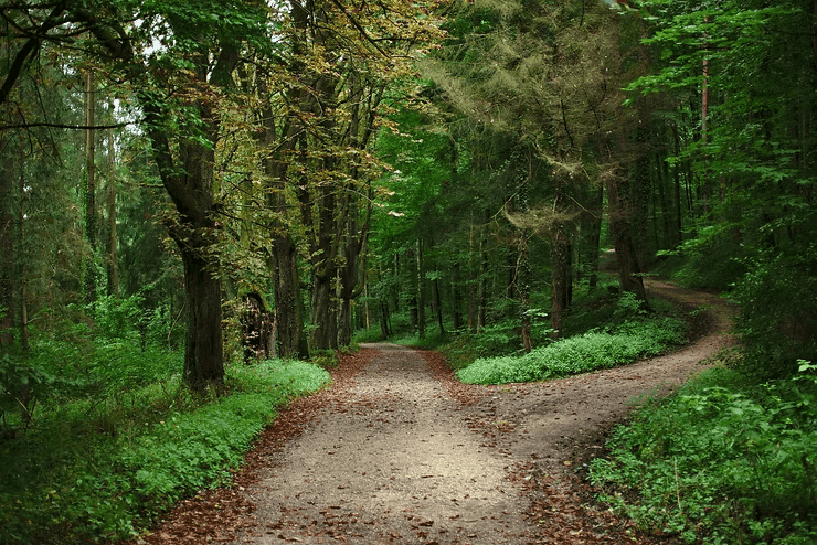 Waldweg teilt sich, führt durch grünen Wald. Pfad im Wald Naturlandschaft.