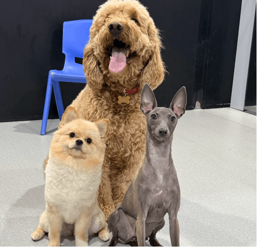Dog care pawstreet