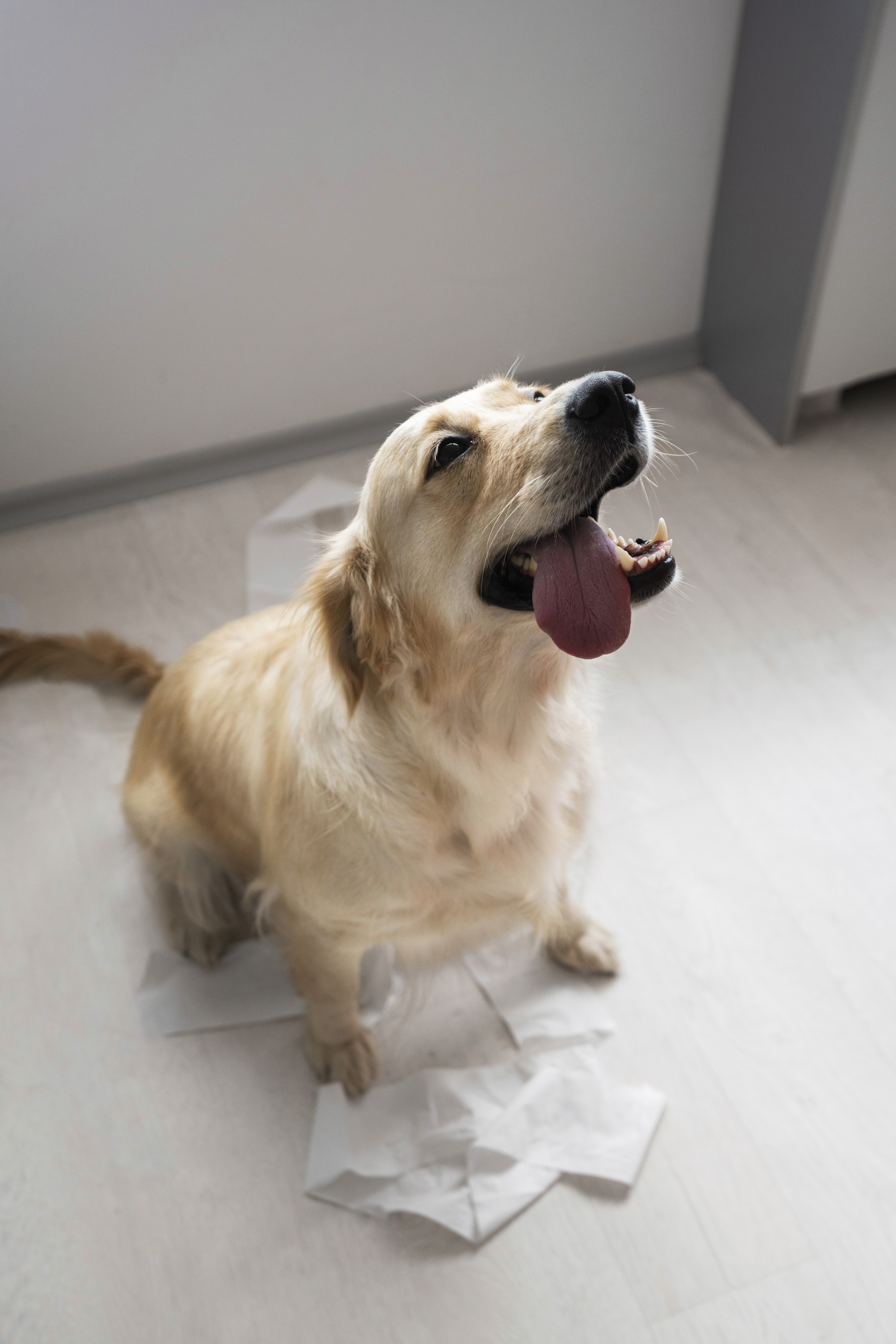 A happy dog sits on LUXO’s light wood-look hybrid flooring, highlighting a scratch-resistant, pet-friendly, and easy-clean surface built for everyday Australian homes.
