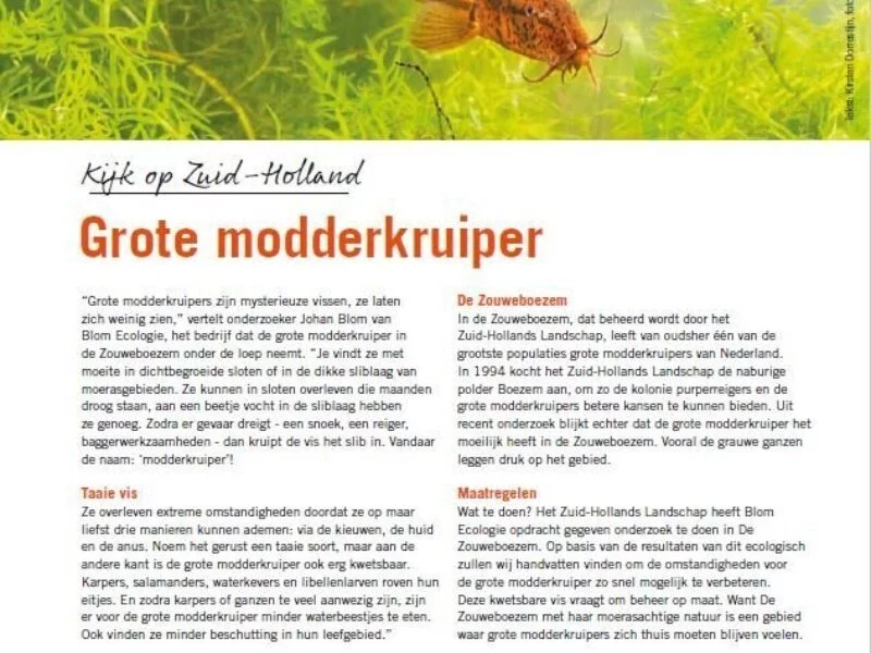 Grote modderkruiper