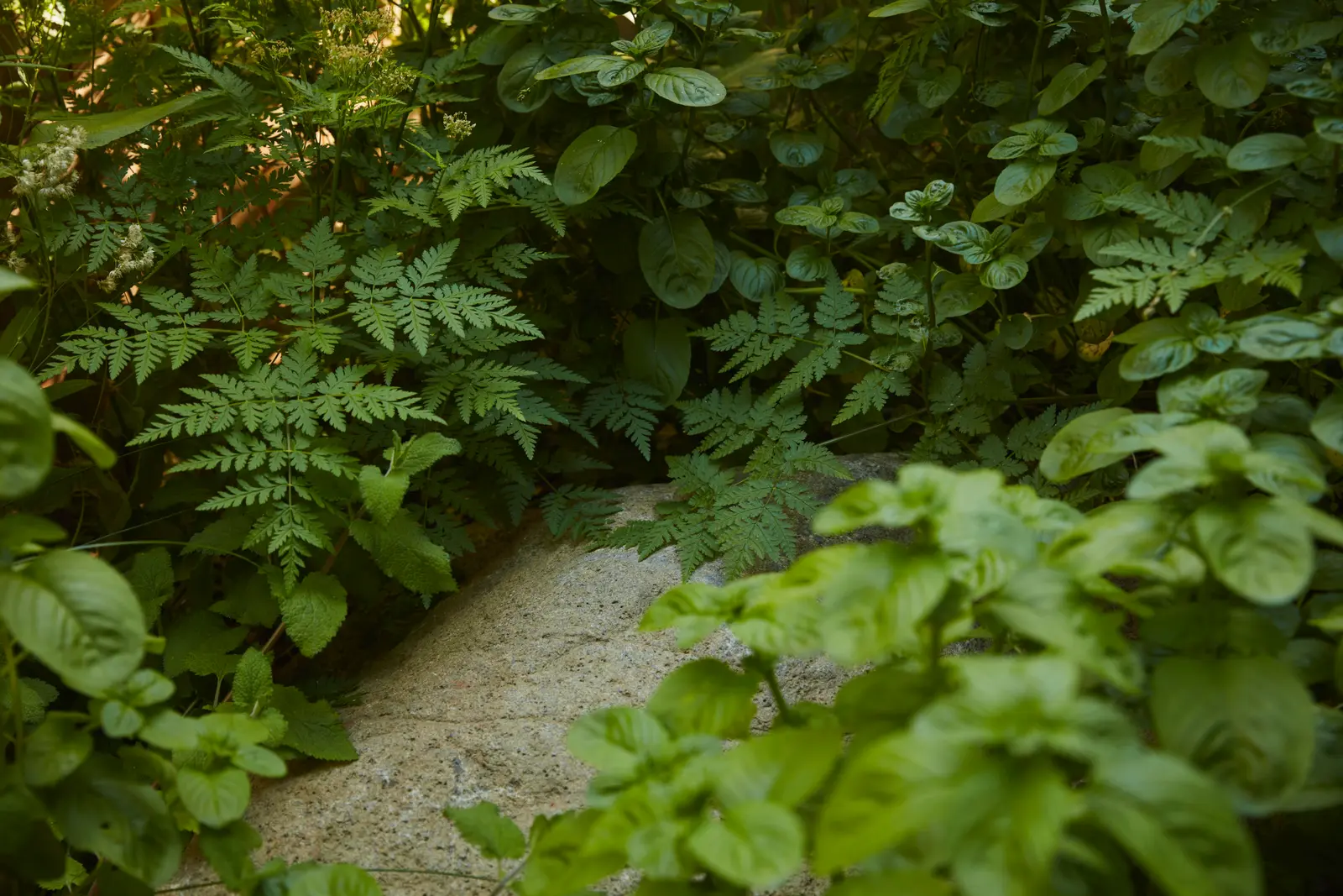 A narrow path surrounded by dense green foliage, creating a natural, serene atmosphere.