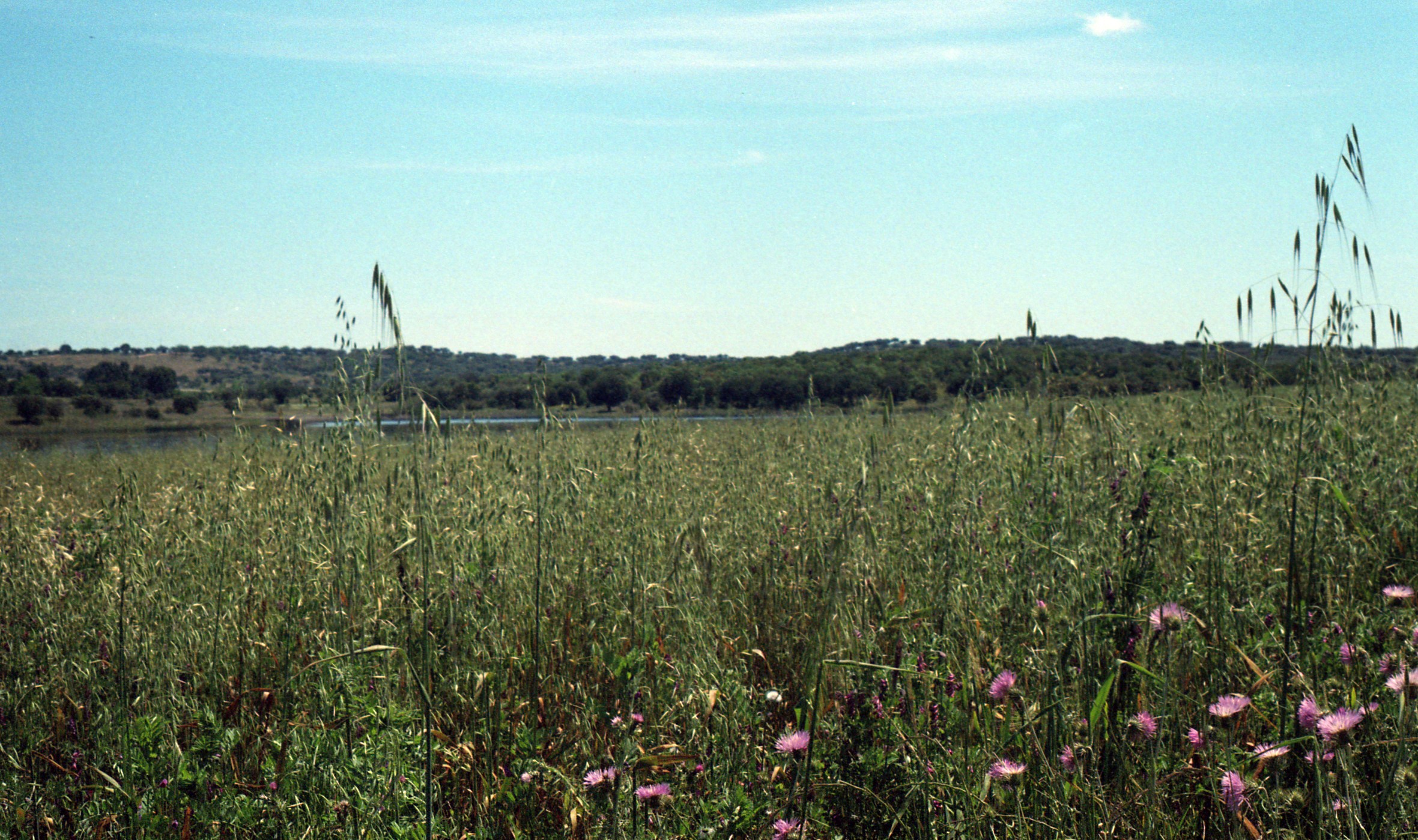 Countryside Green Landscape