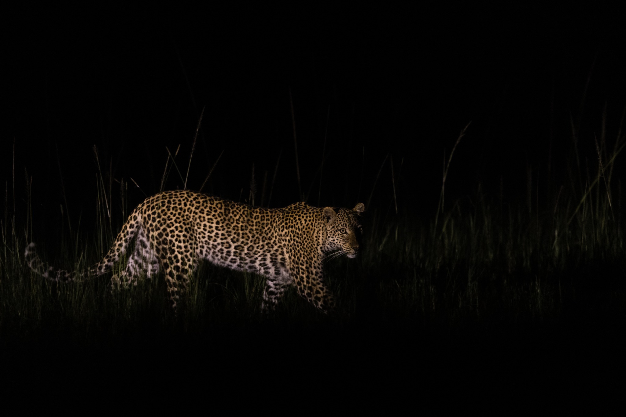 A leopard seen on a night game drive in Kidepo Valley