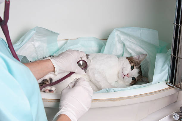 A cat is getting ready for an ultrasound, a quick and stress-free process