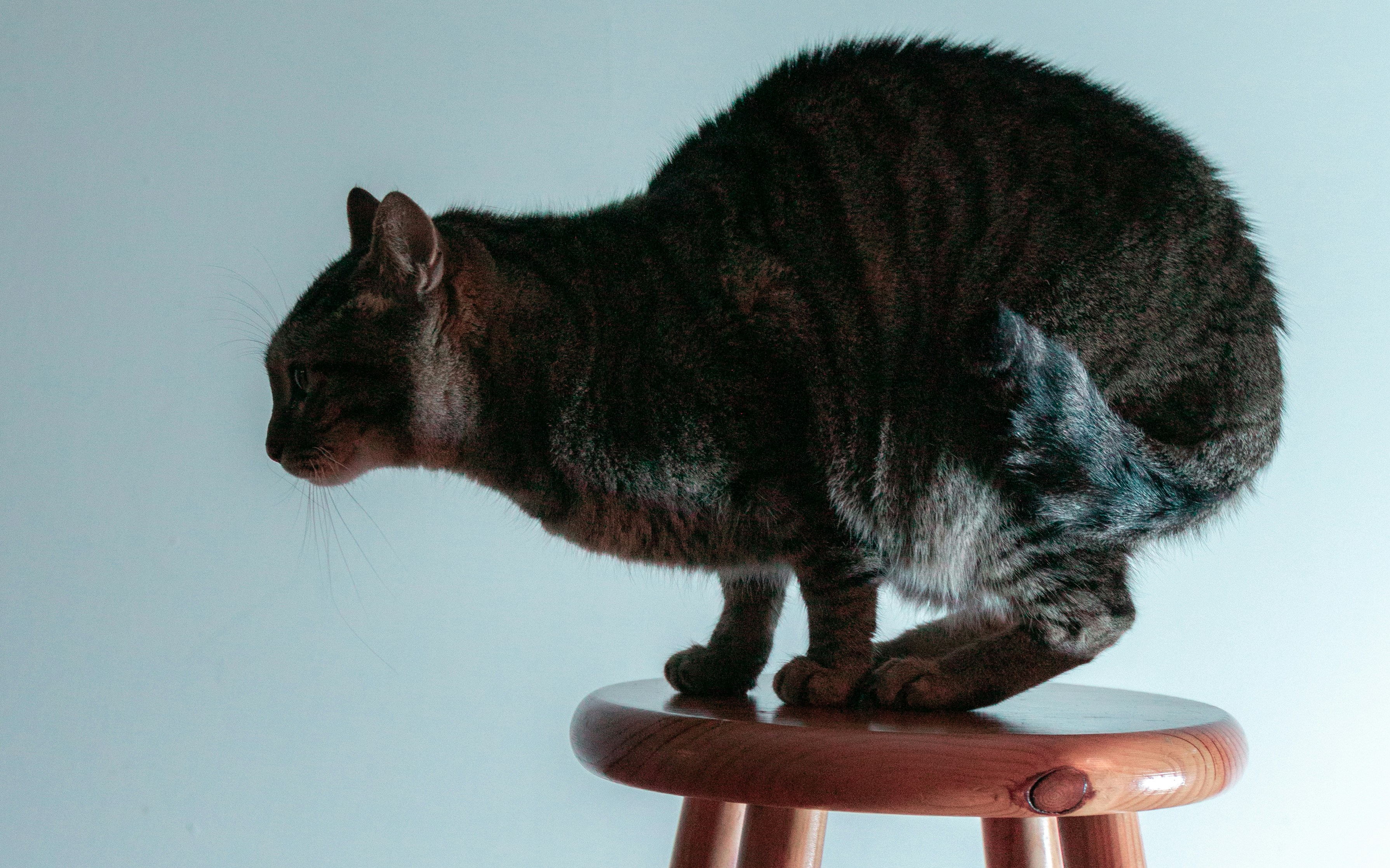 Cat with arched back by Goni Nachmani