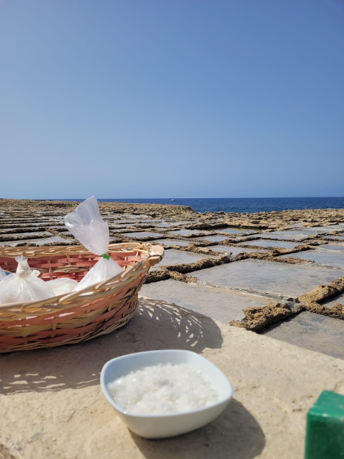 yellow Labrador retriever biting yellow tulip flower