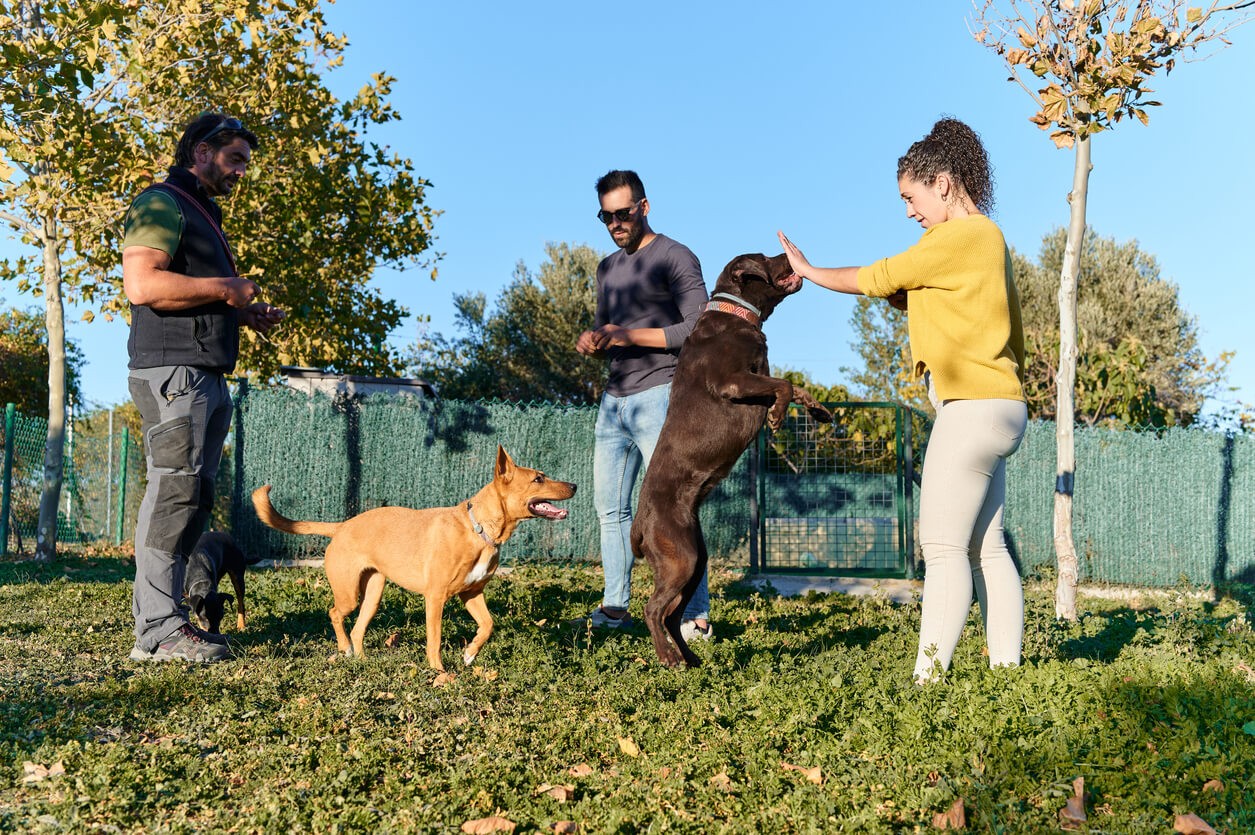 group of people with dogs in a park