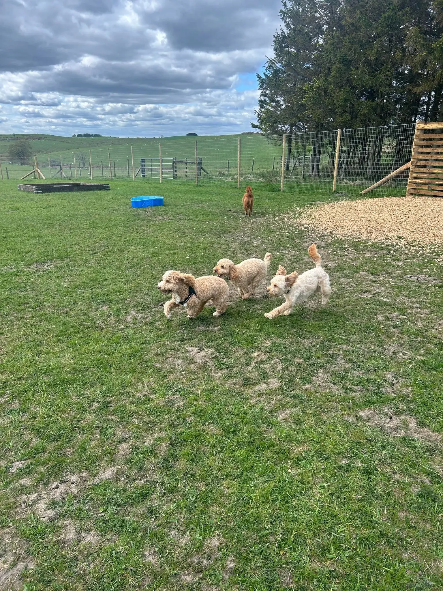 Dogs running in the hotel exercise field
