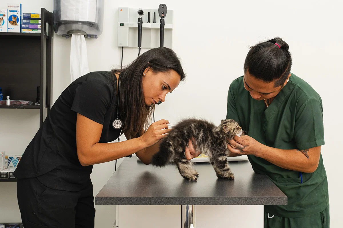 Two veterinarians are examining a cat inside the clinic.
