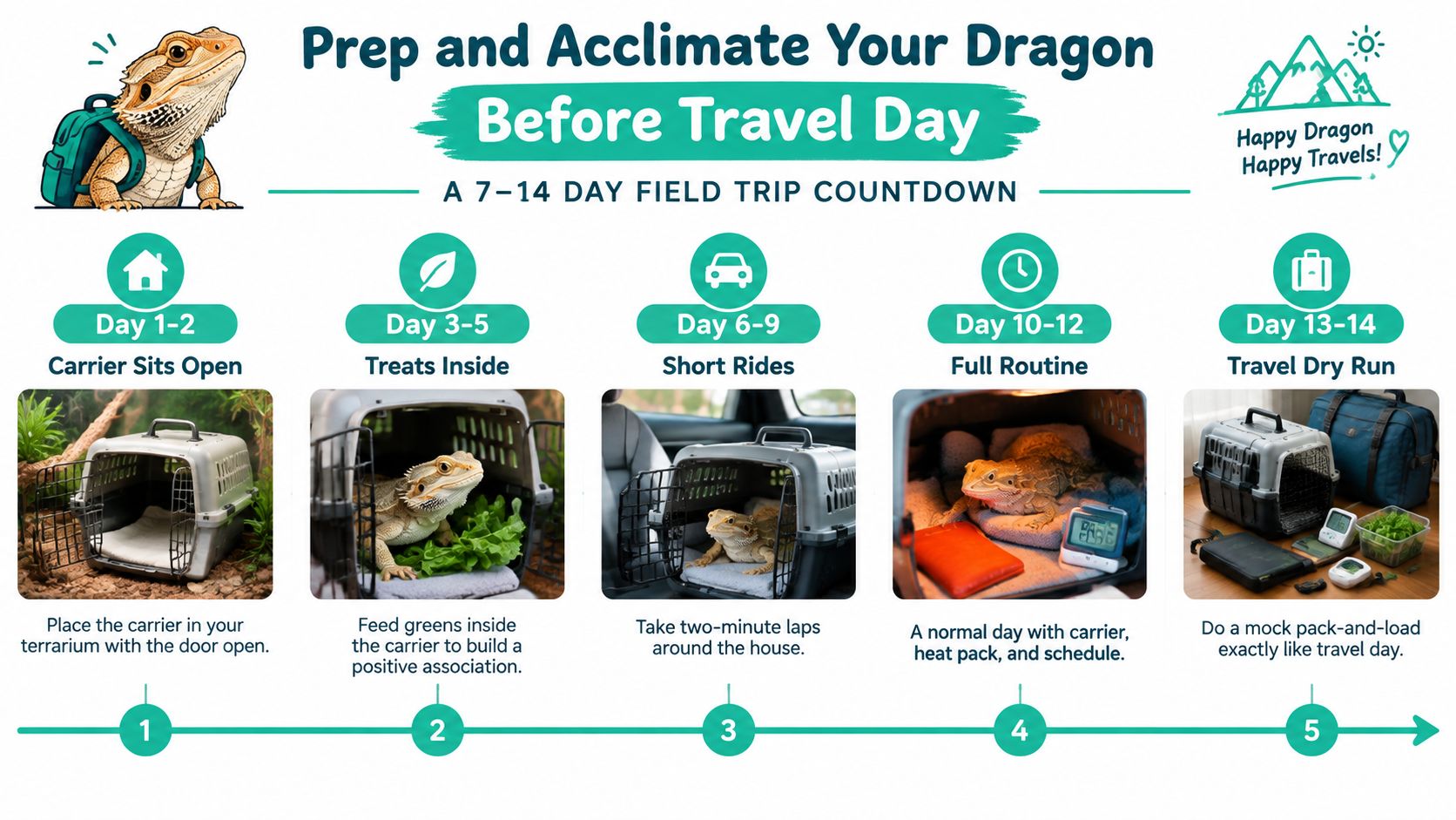A 14-day guide infographic for preparing your bearded dragon for stress-free travel in a carrier.