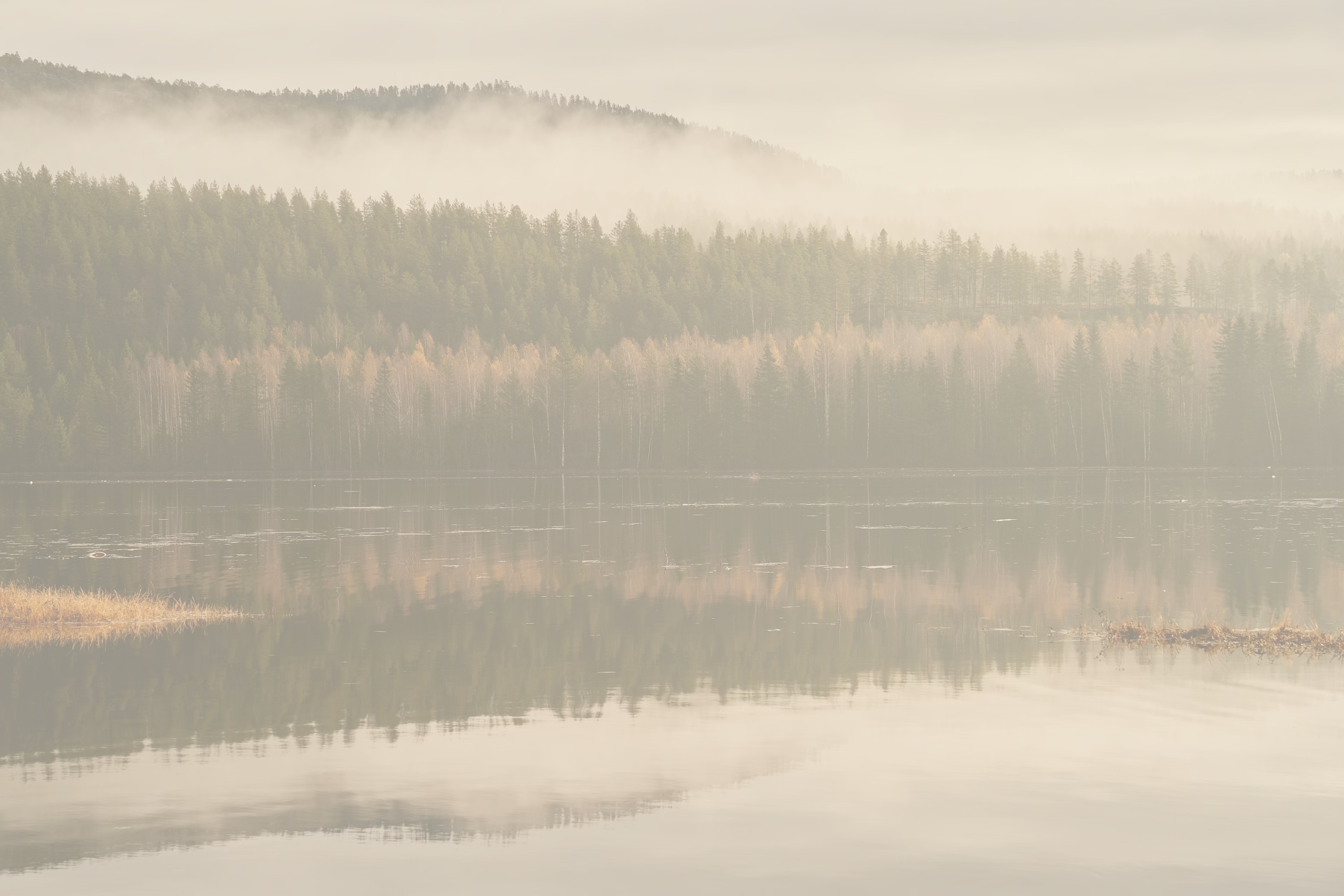Pale misty lake with forested shoreline reflection