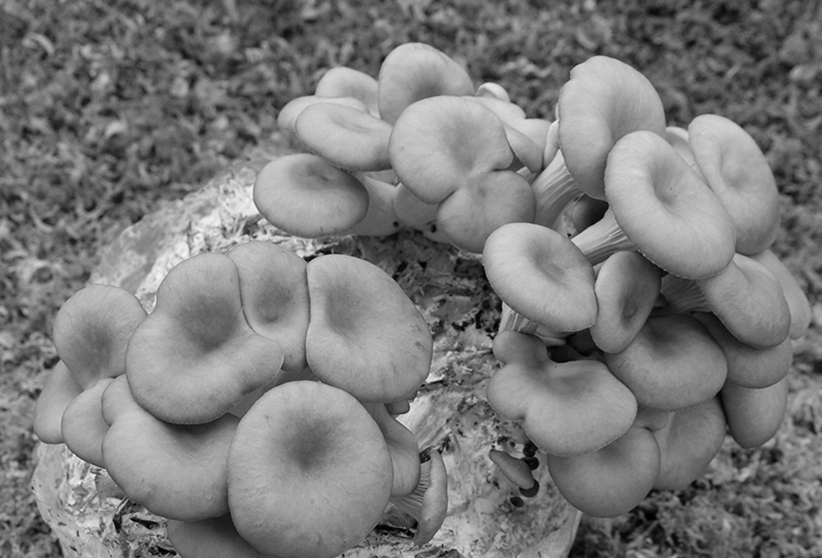 The best mushrooms getting grown at Ard Mhacha Mushrooms Farm for being supplied to As One Restaurant Dublin